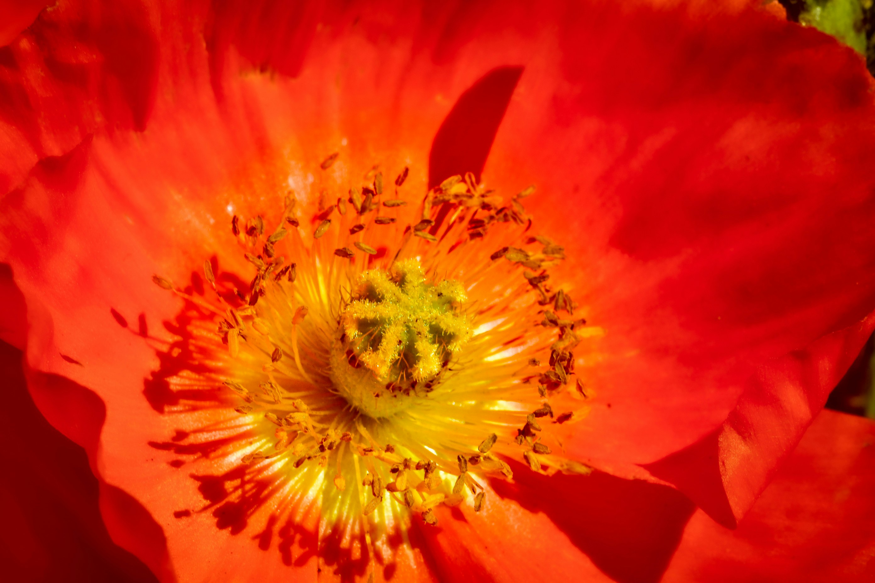 Photo by photosbyrachelo