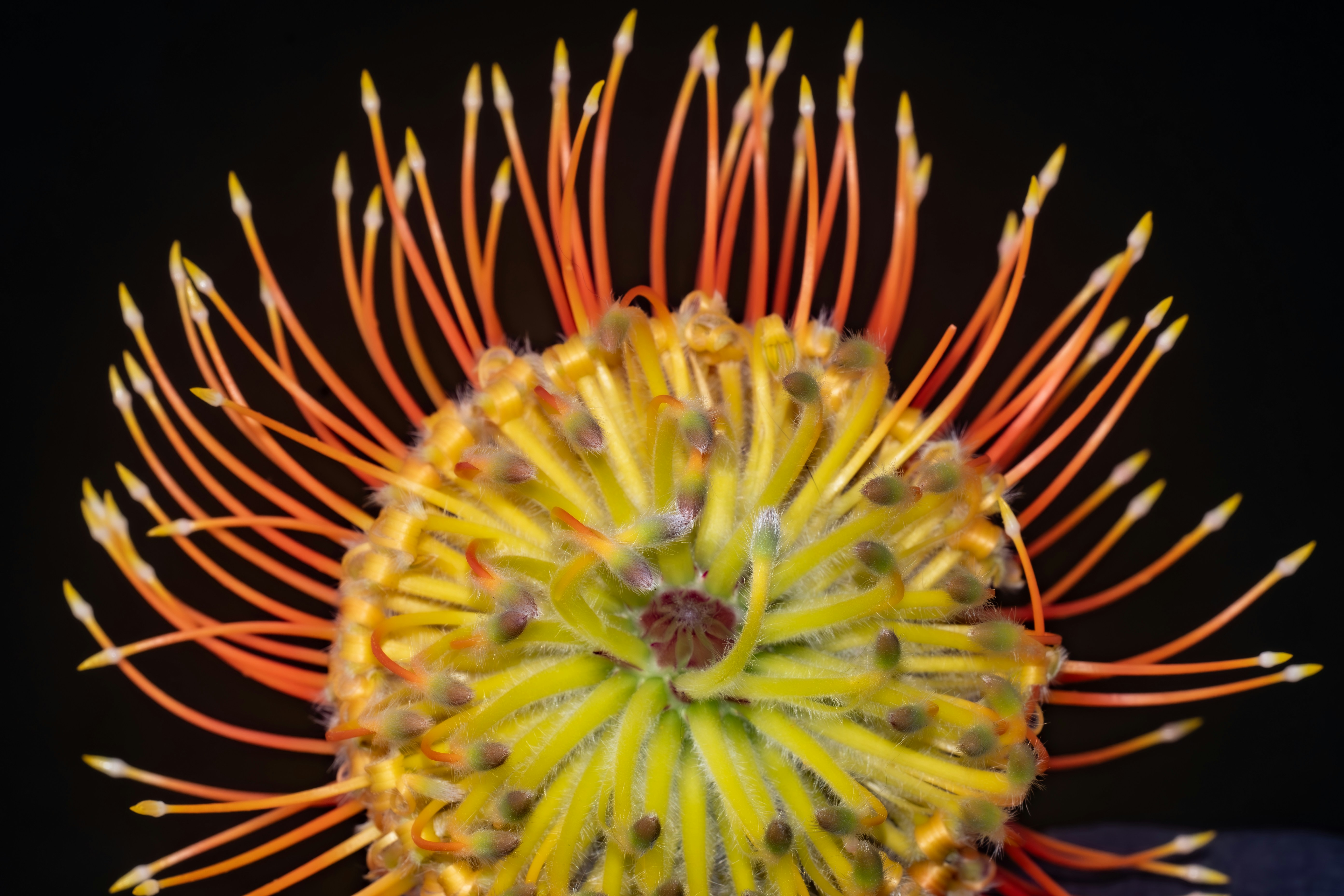 Photo by photosbyrachelo