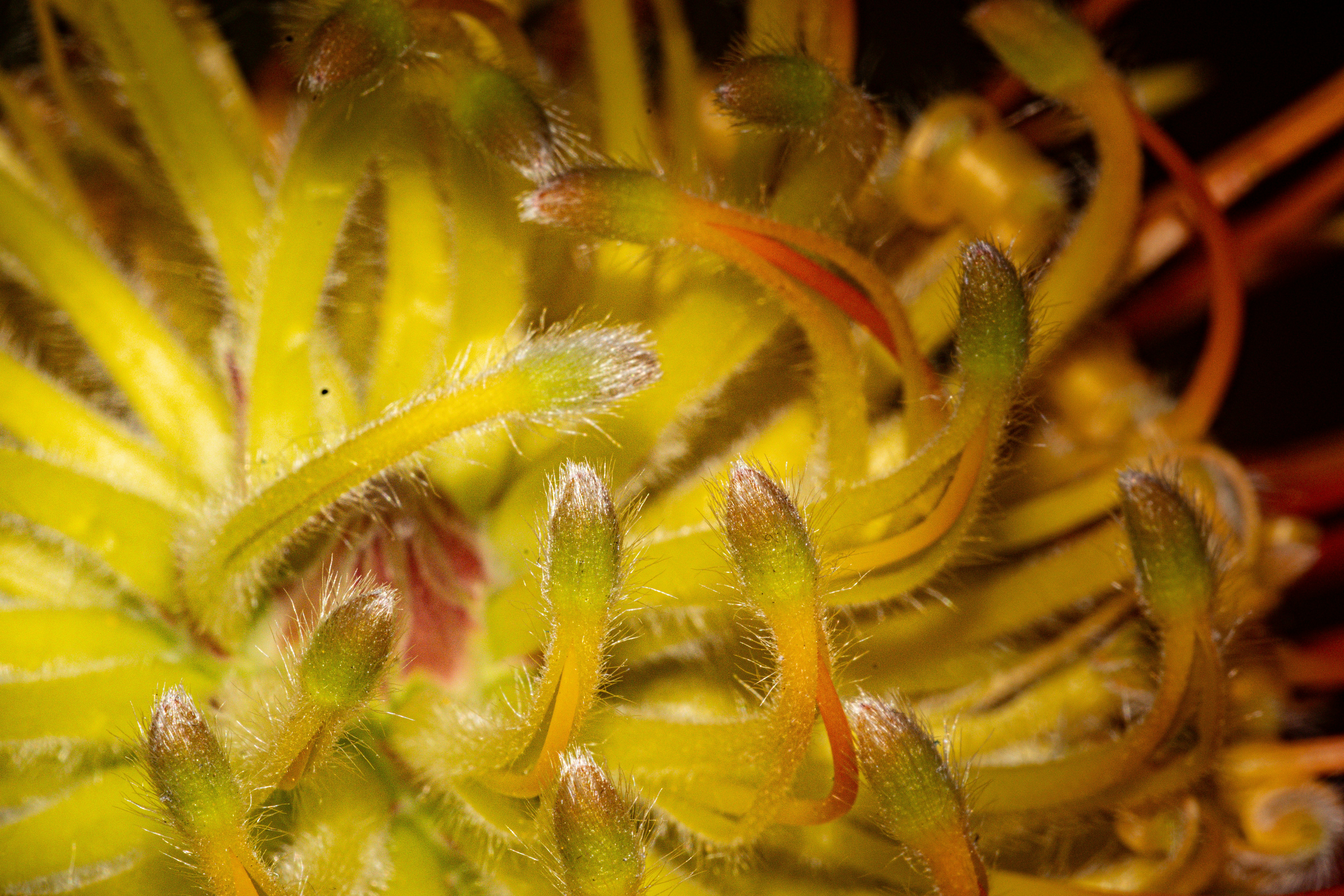 a close up of a yellow flower with red stems