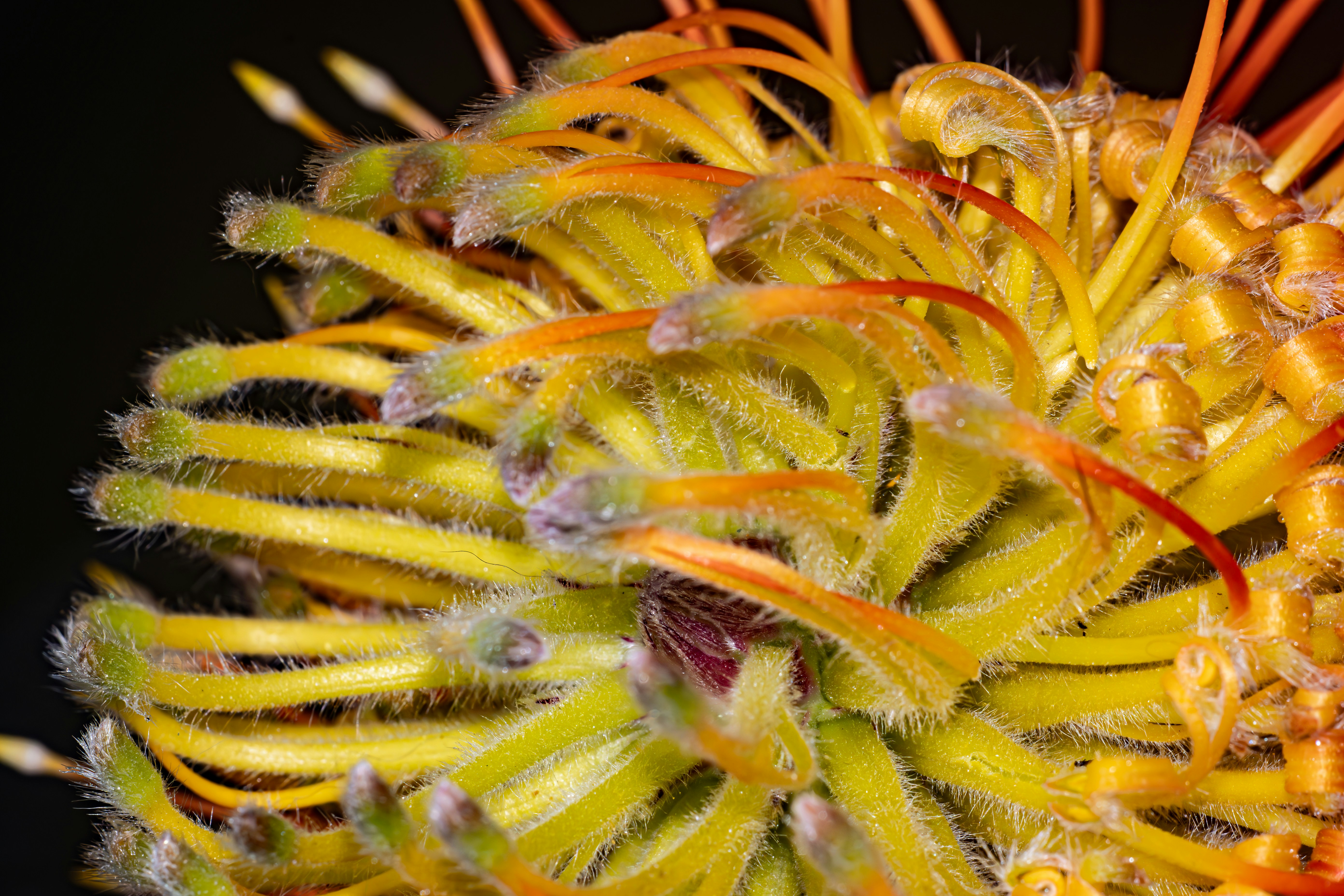 a close up of a yellow flower on a black background