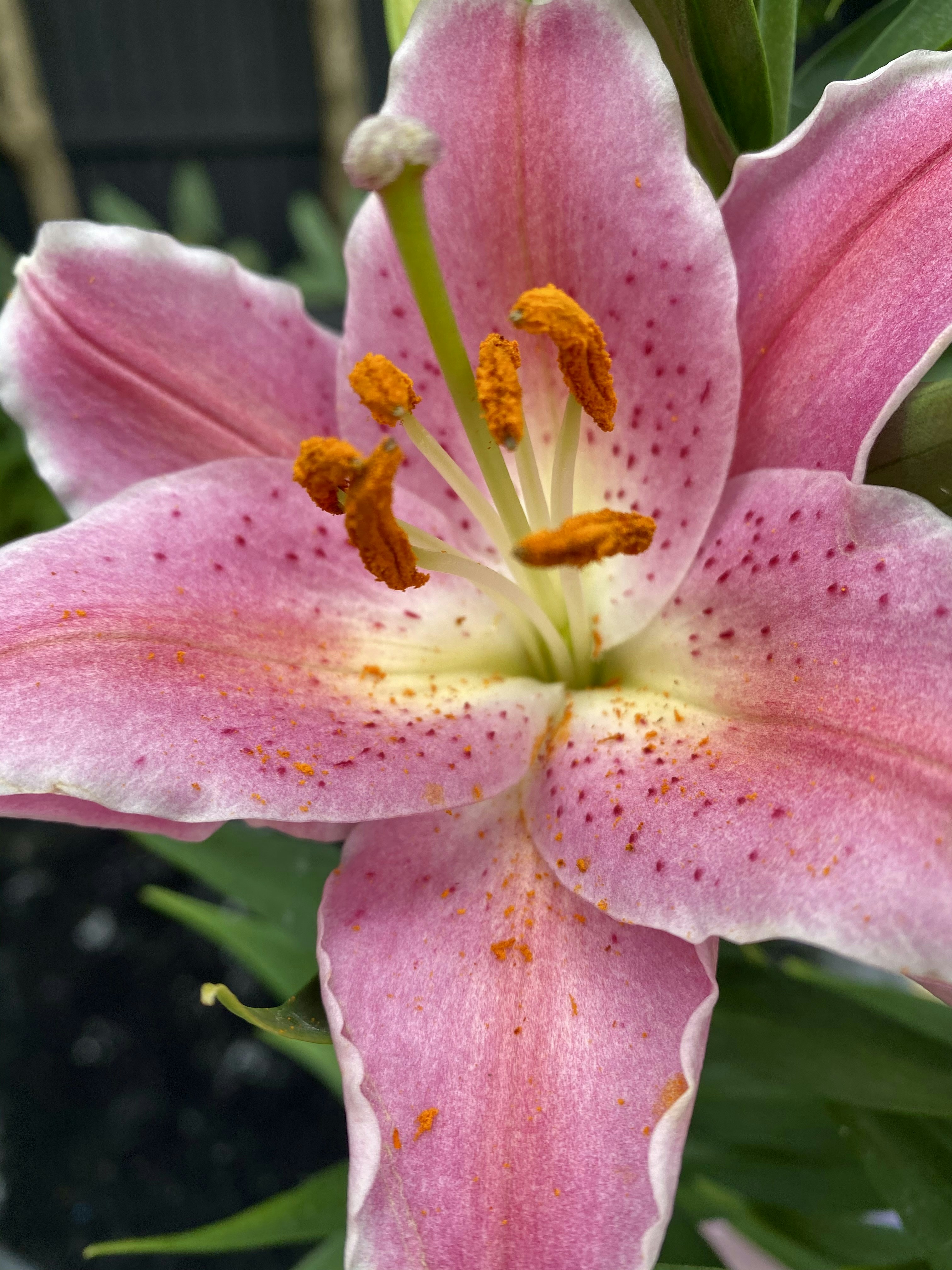 Photo by photosbyrachelo