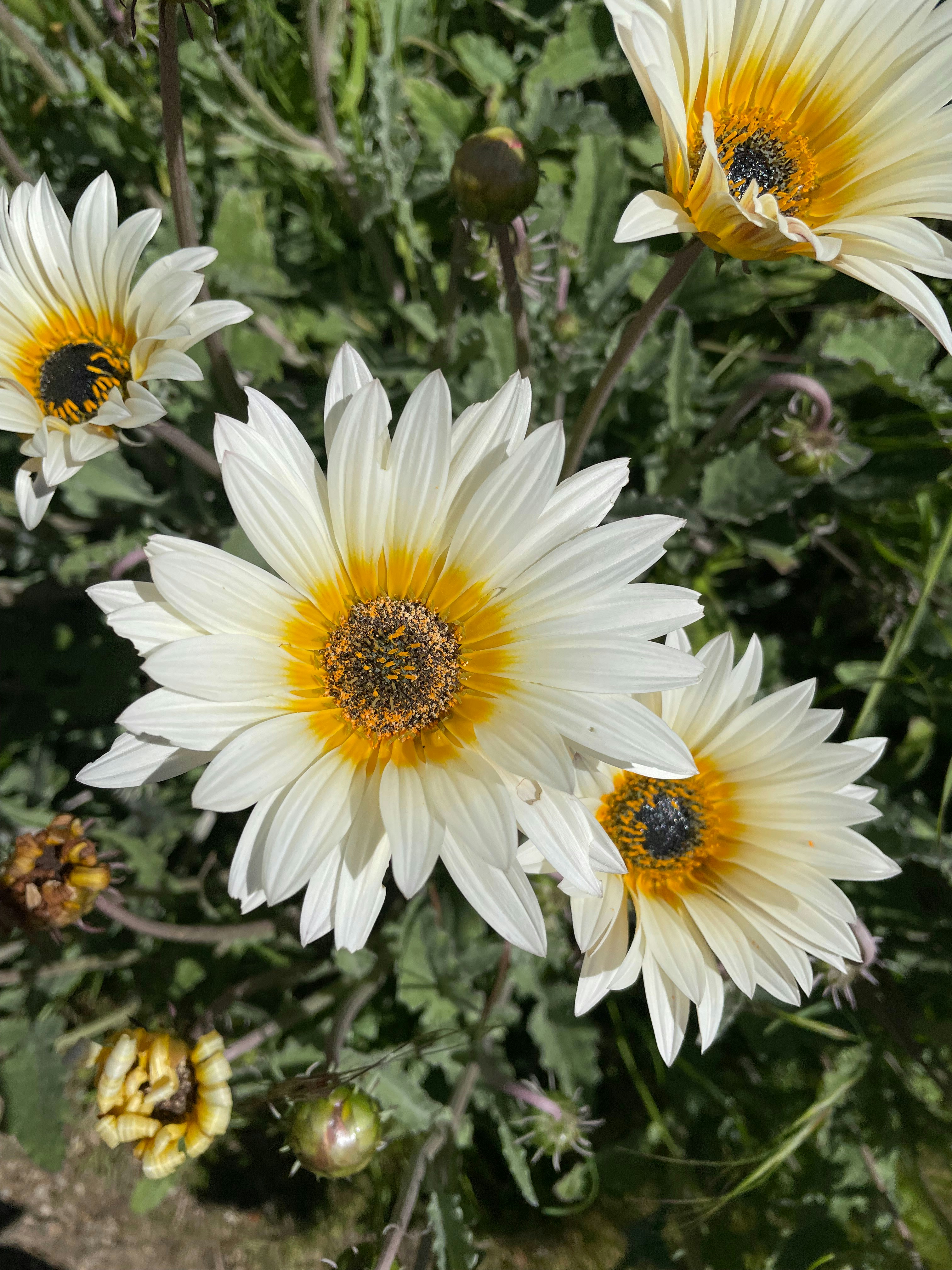 Photo by dronrathore