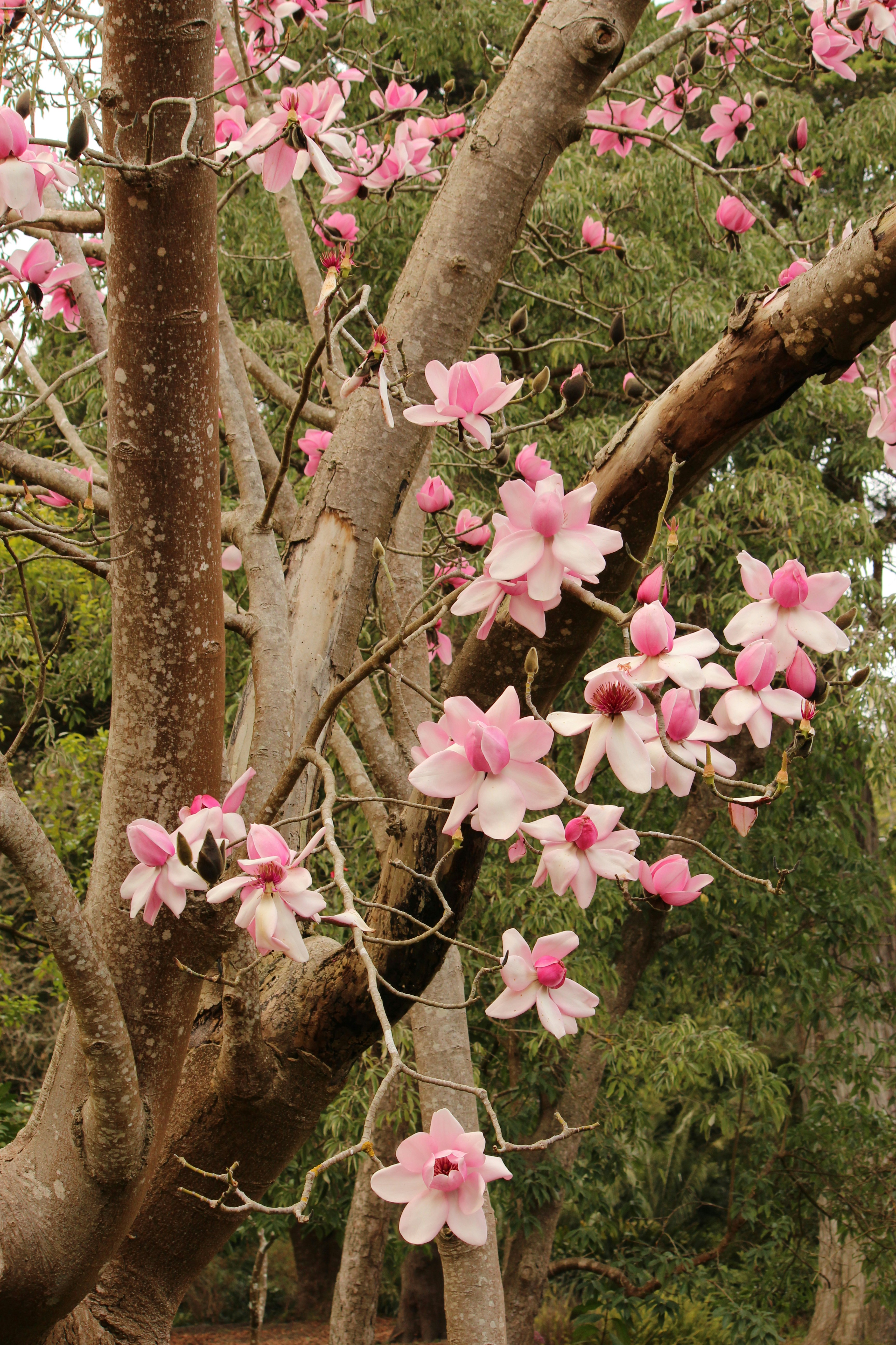 Magnolia tree
