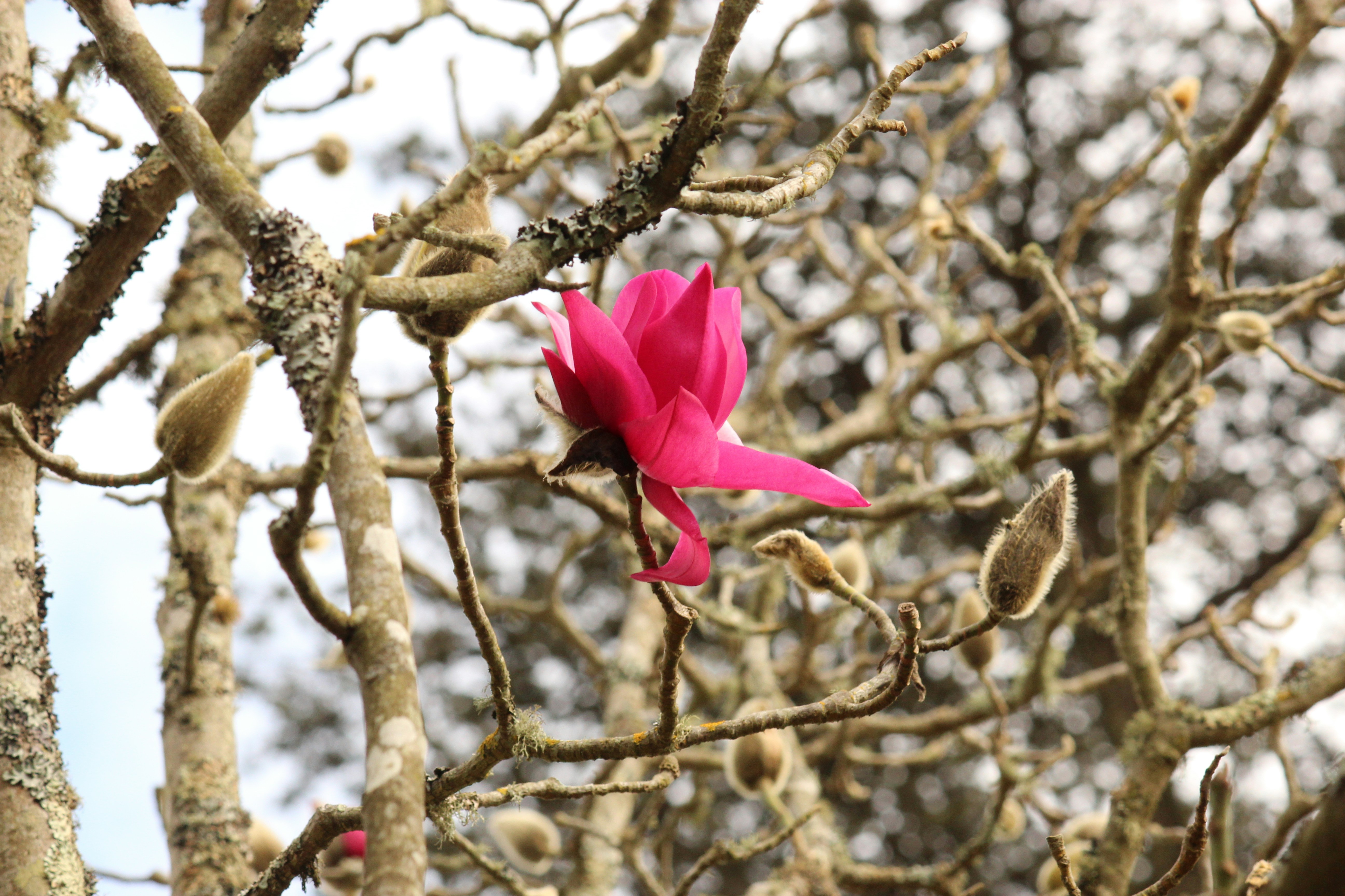a pink flower is blooming on a tree