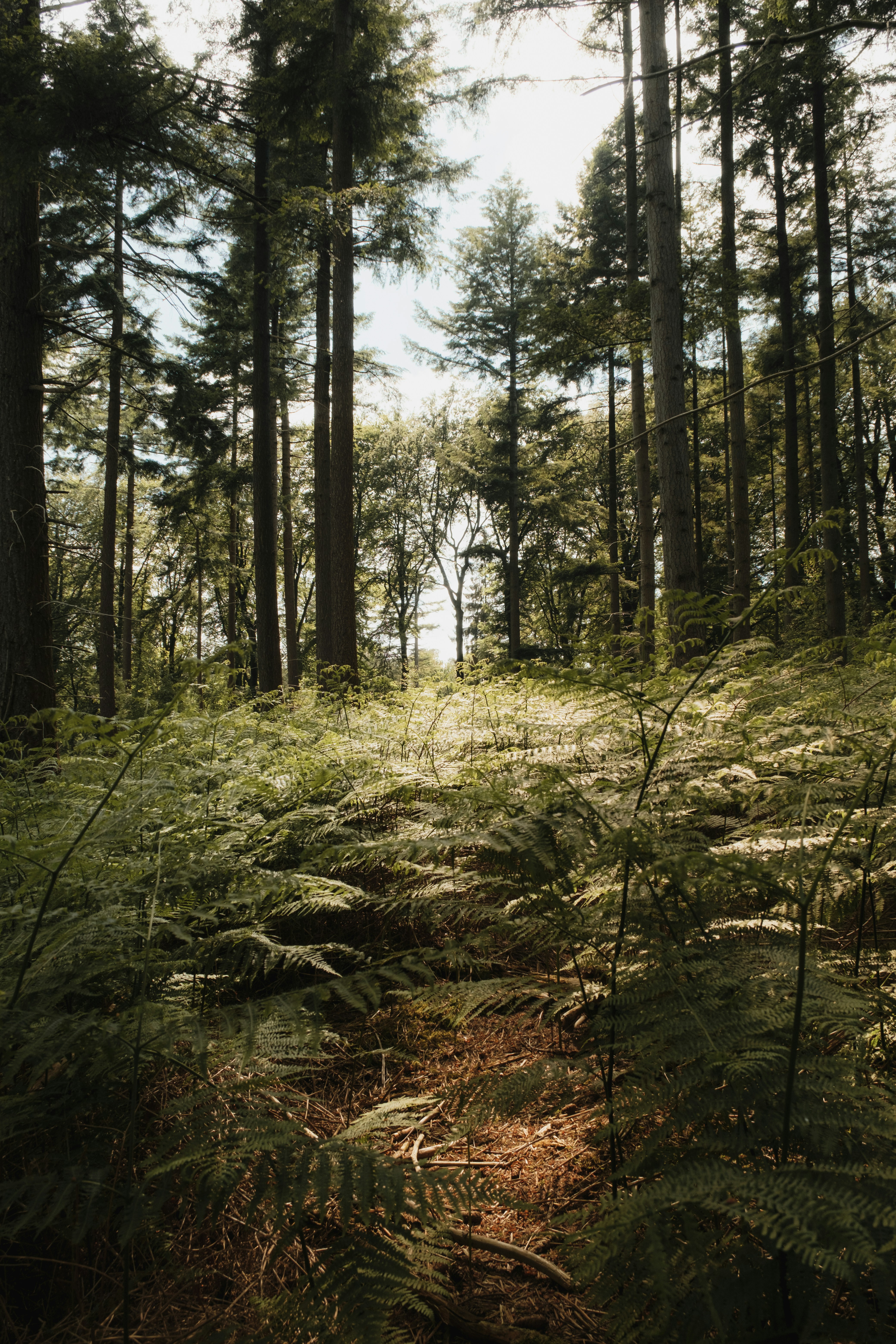 a forest filled with lots of tall green trees