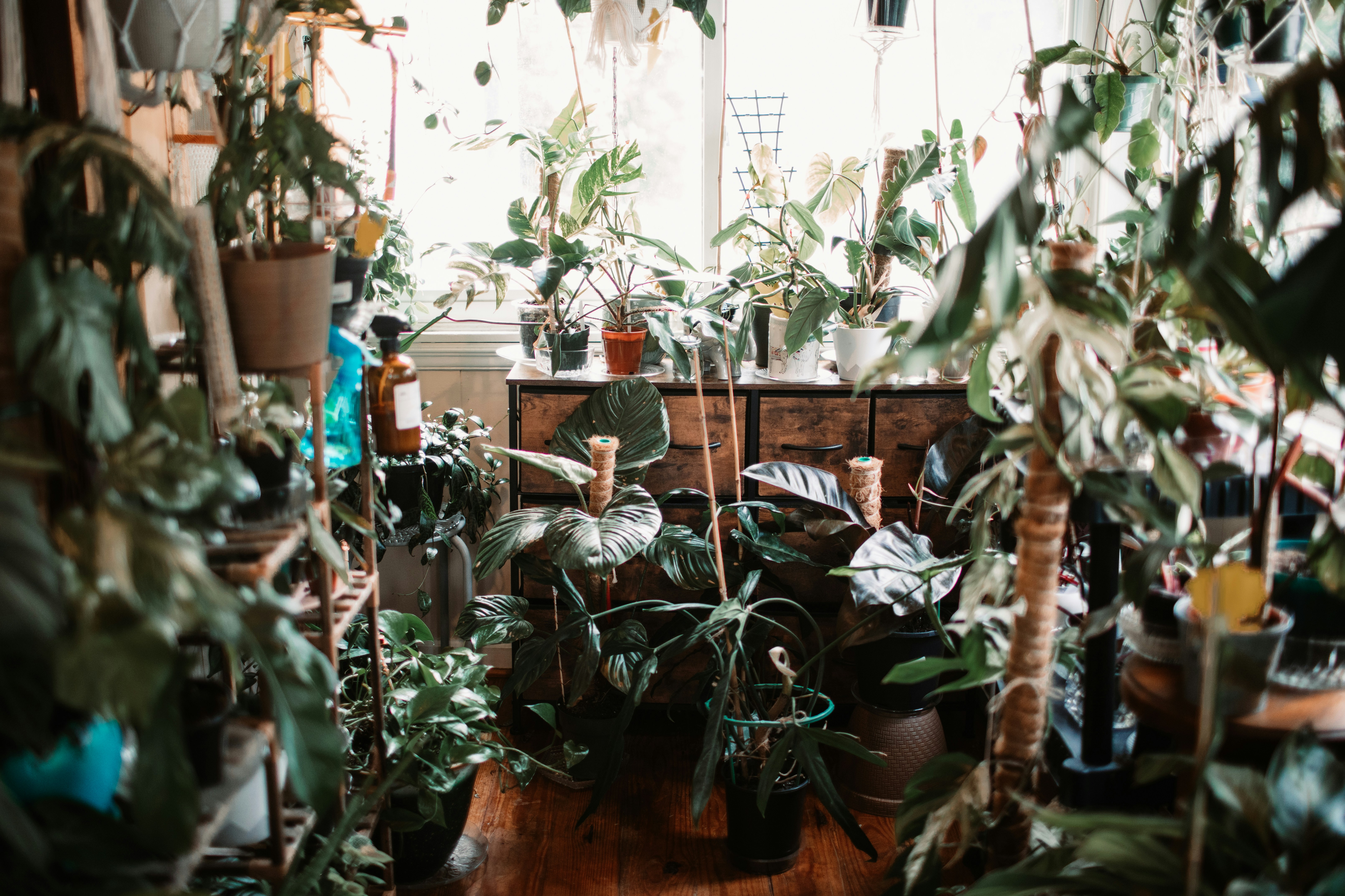 a room filled with lots of house plants