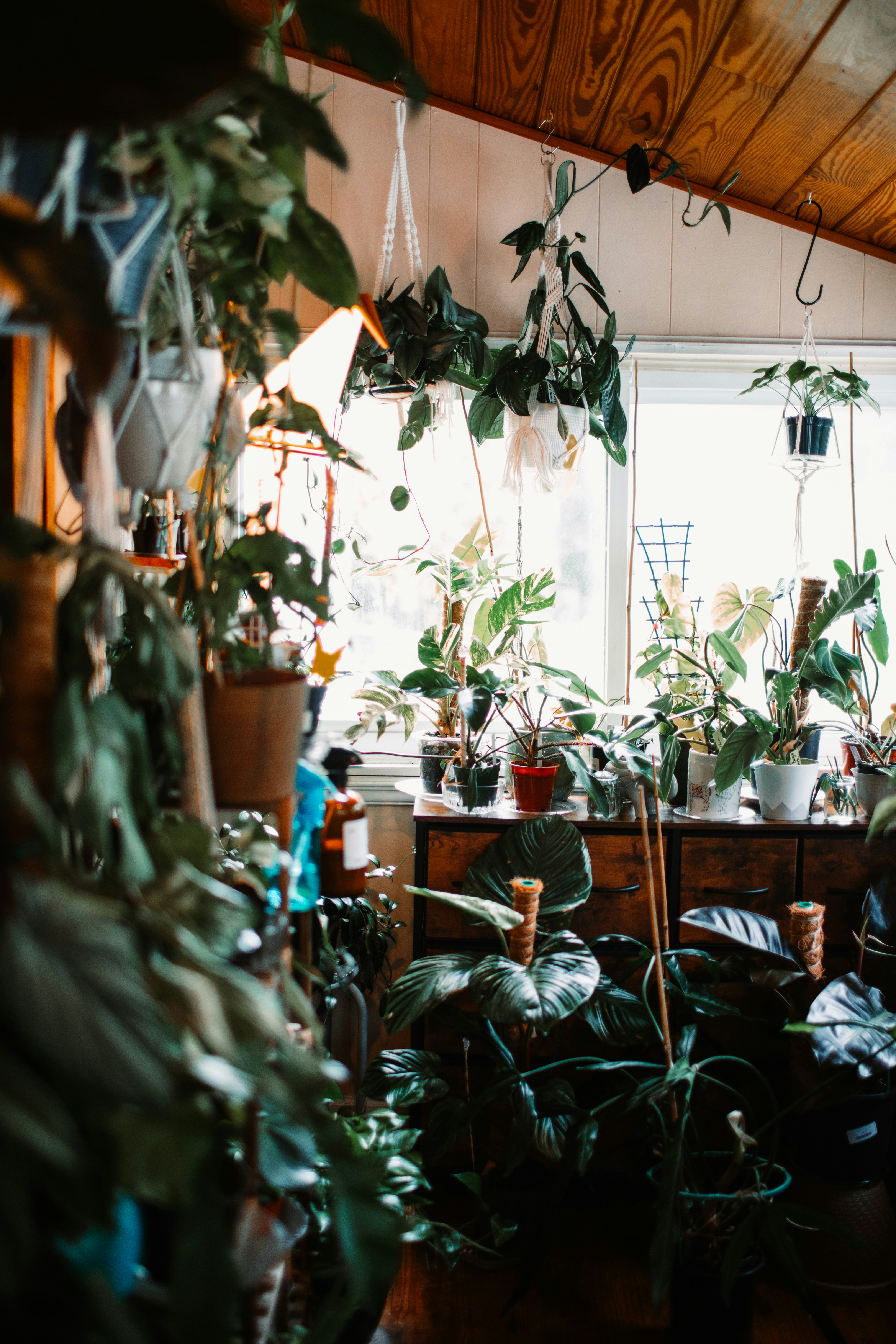 a room filled with lots of green plants next to a window