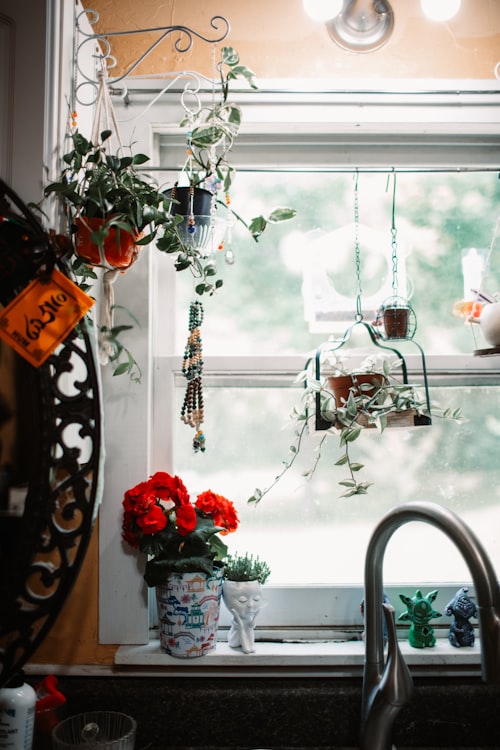 Indoor herbs on windowsill