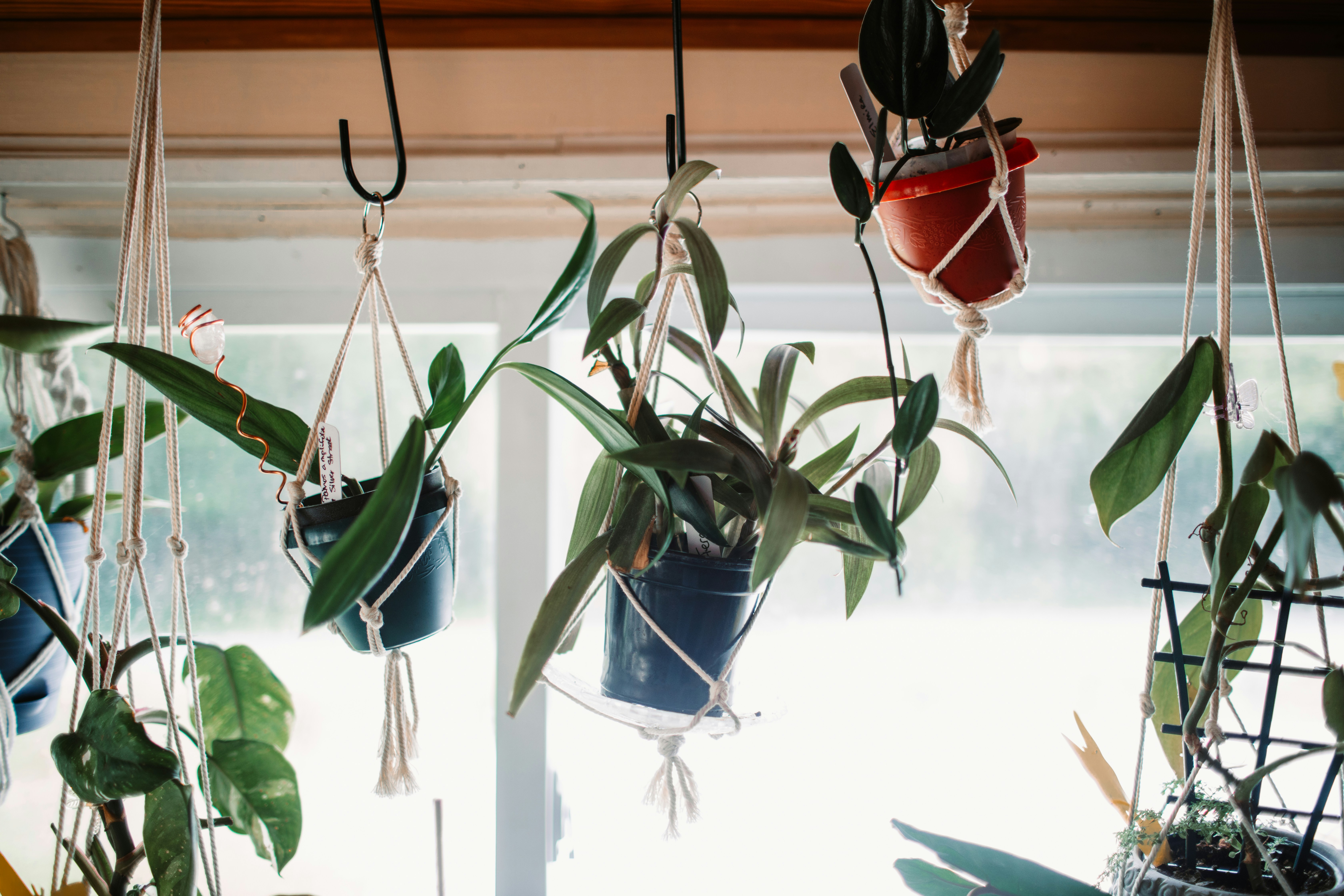 a bunch of potted plants hanging from hooks