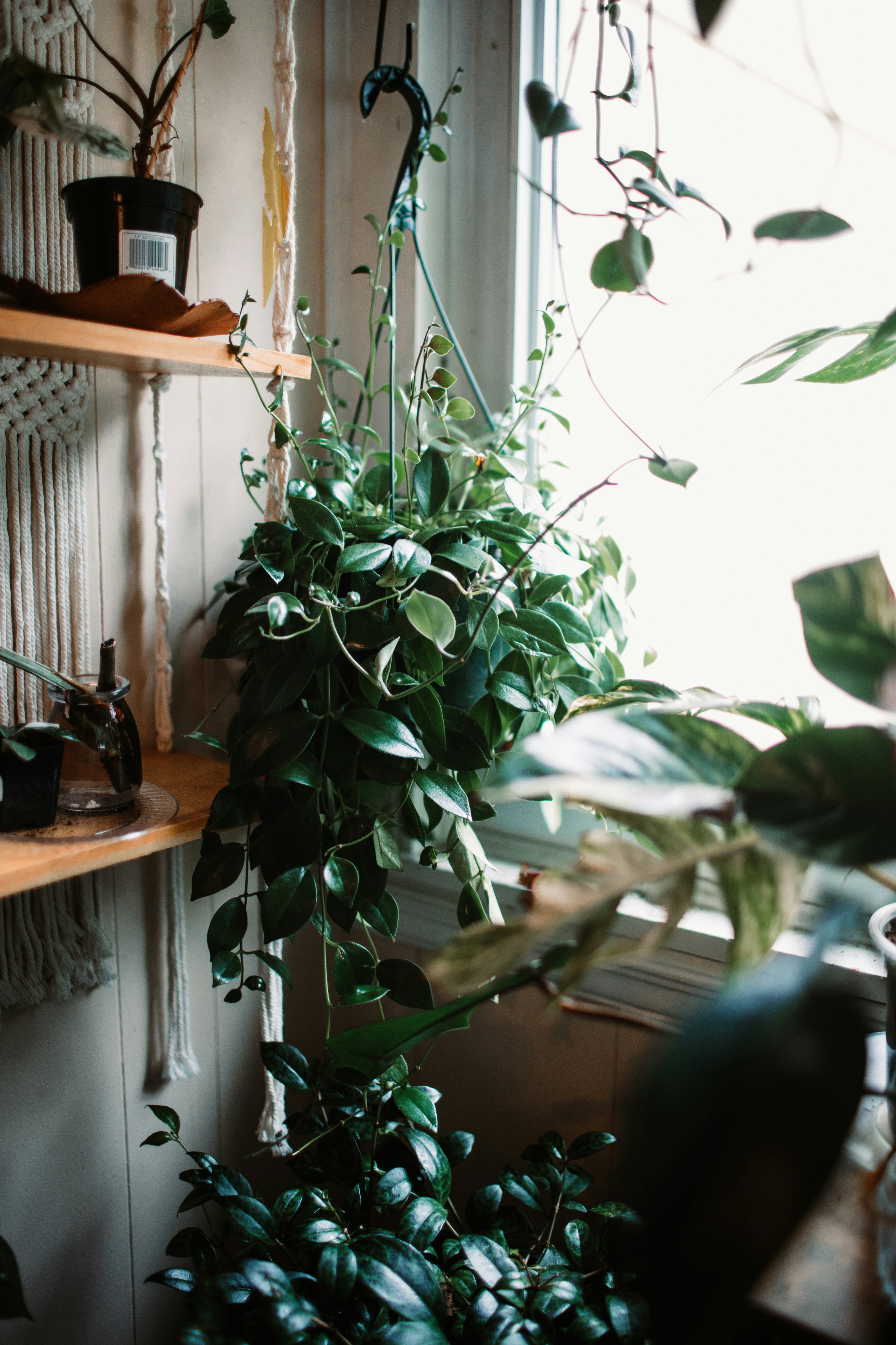 a houseplant hanging from a shelf next to a window