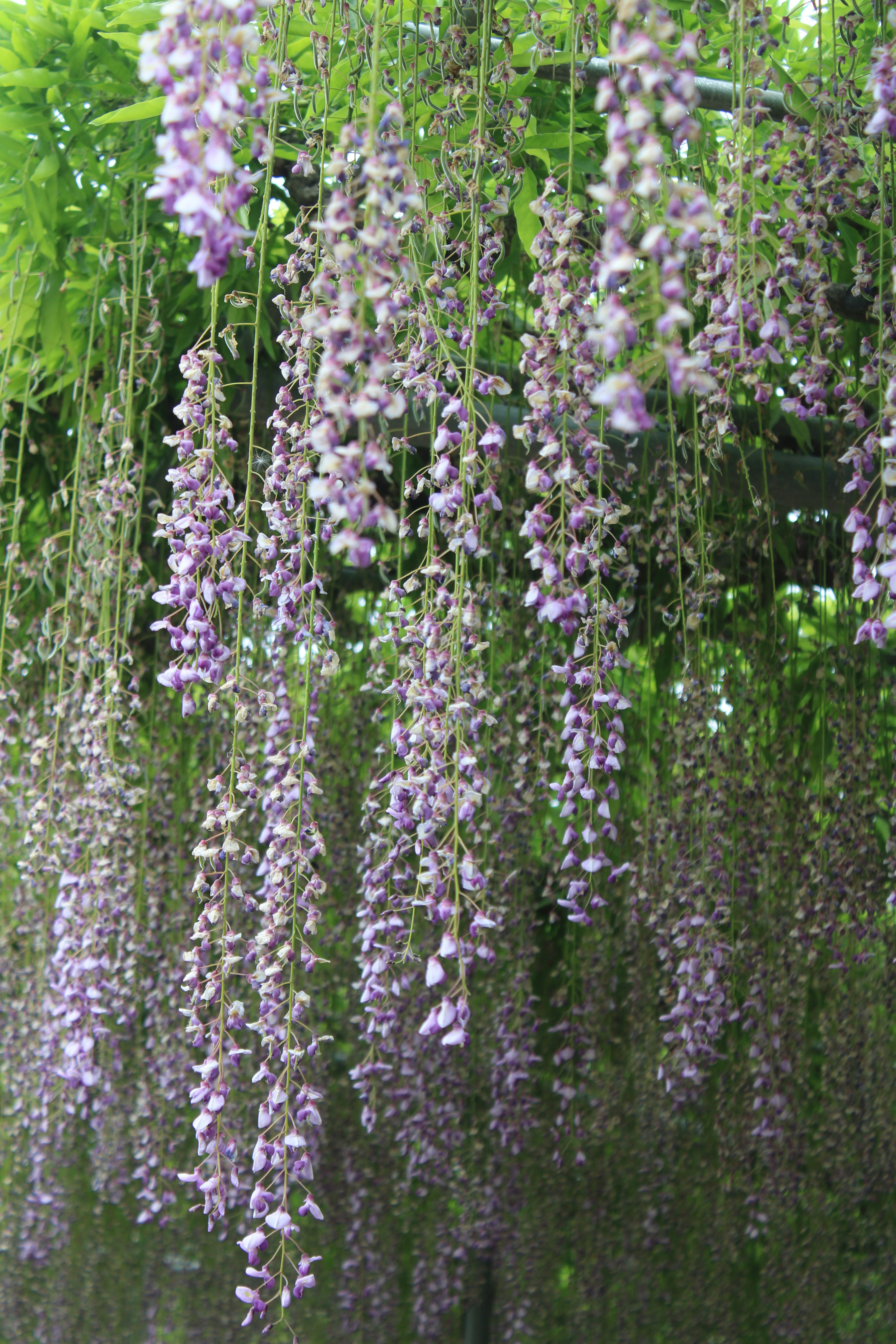 Photo by ramesh_aran