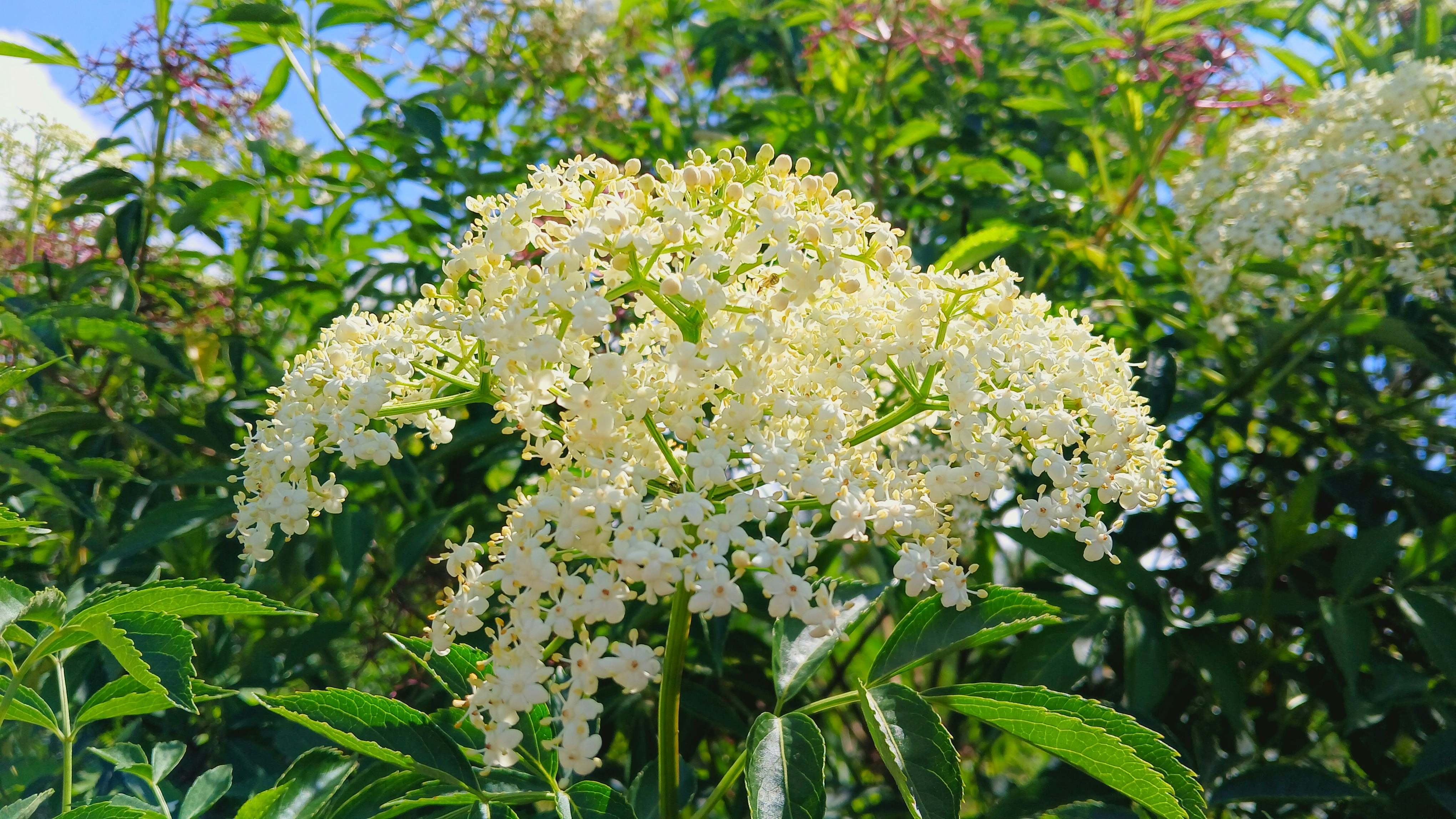 a bunch of flowers that are in the grass
