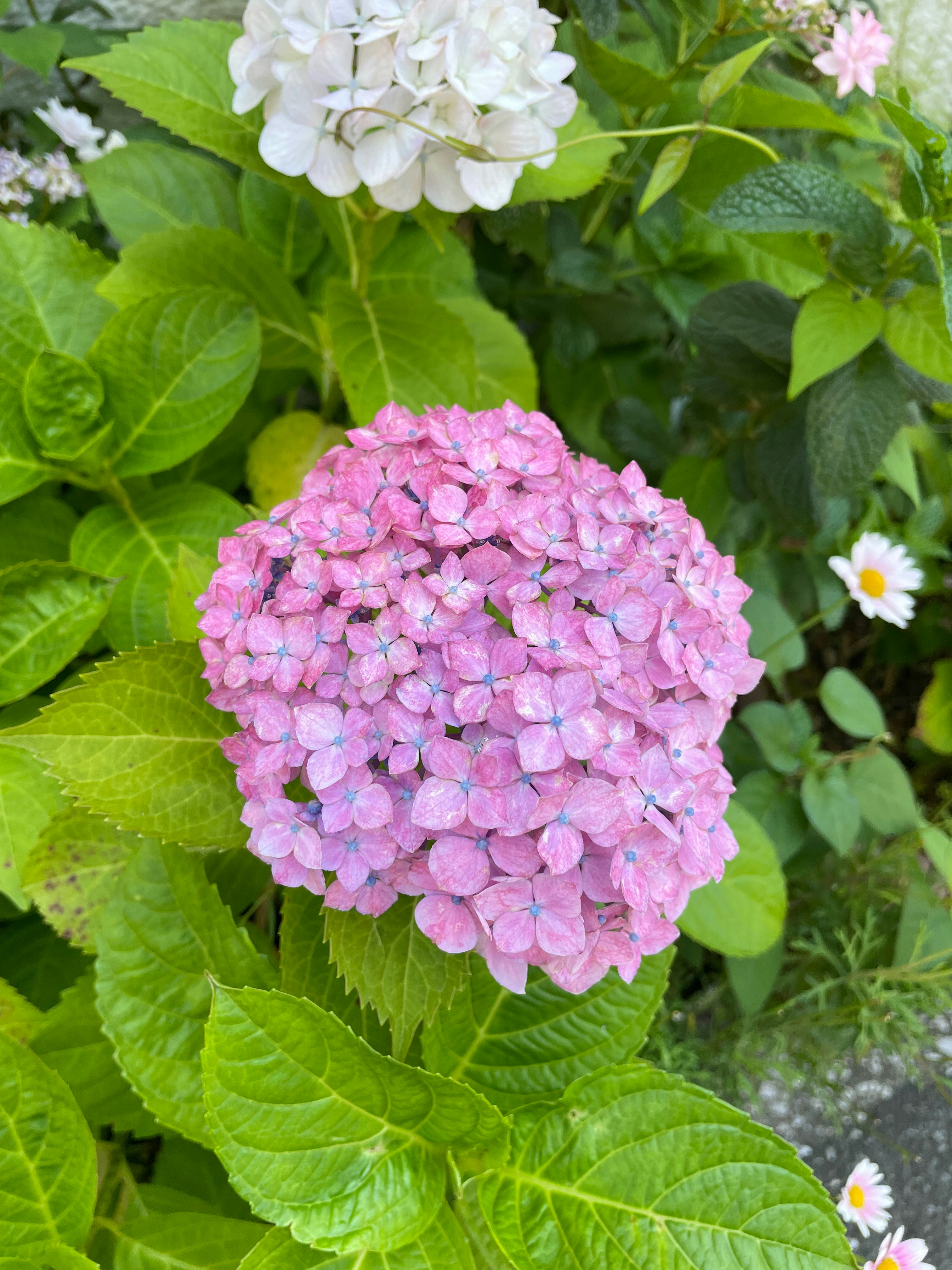 Photo by uesakakohei