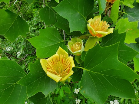 a close up of a flower on a tree