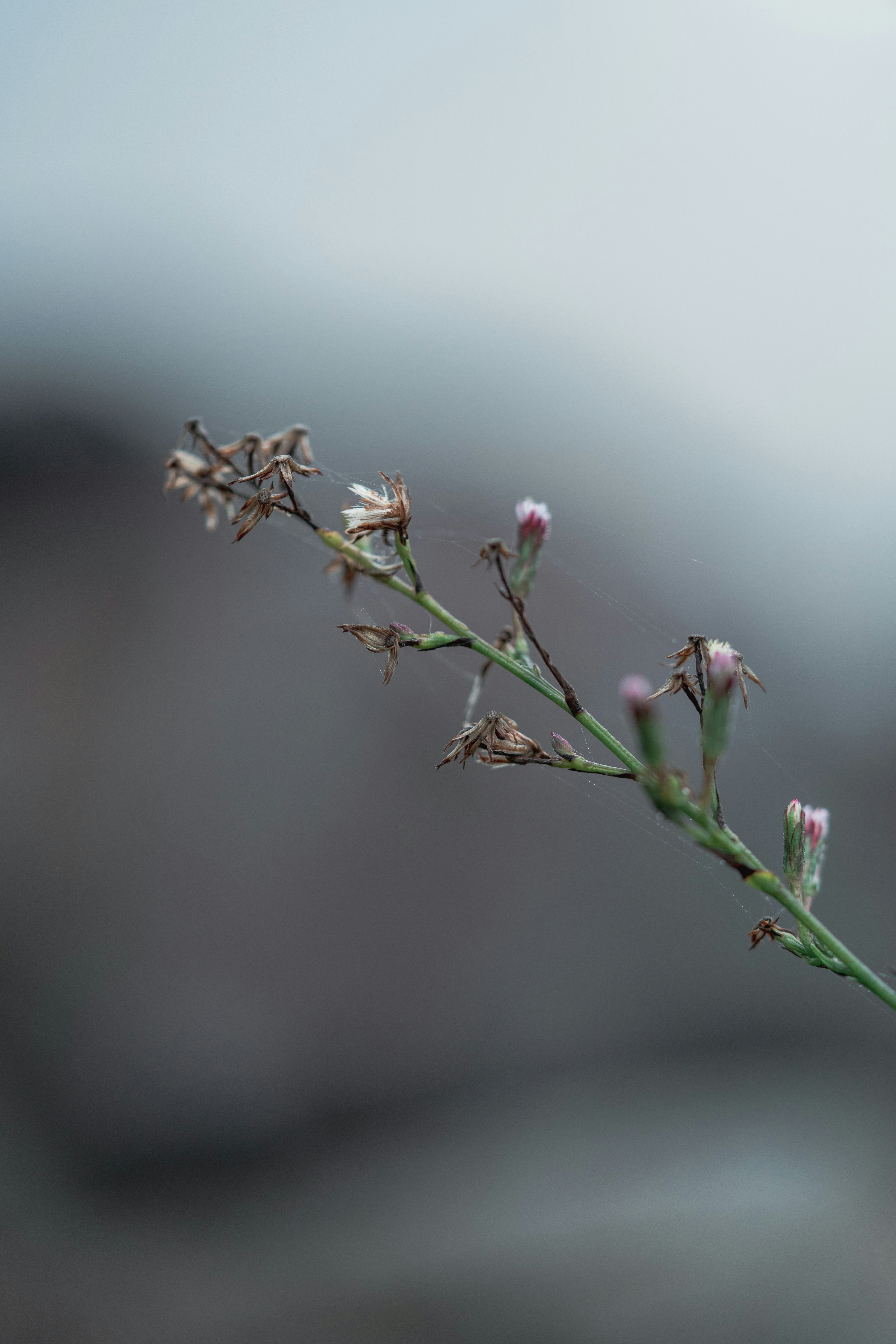 Photo by countingframez