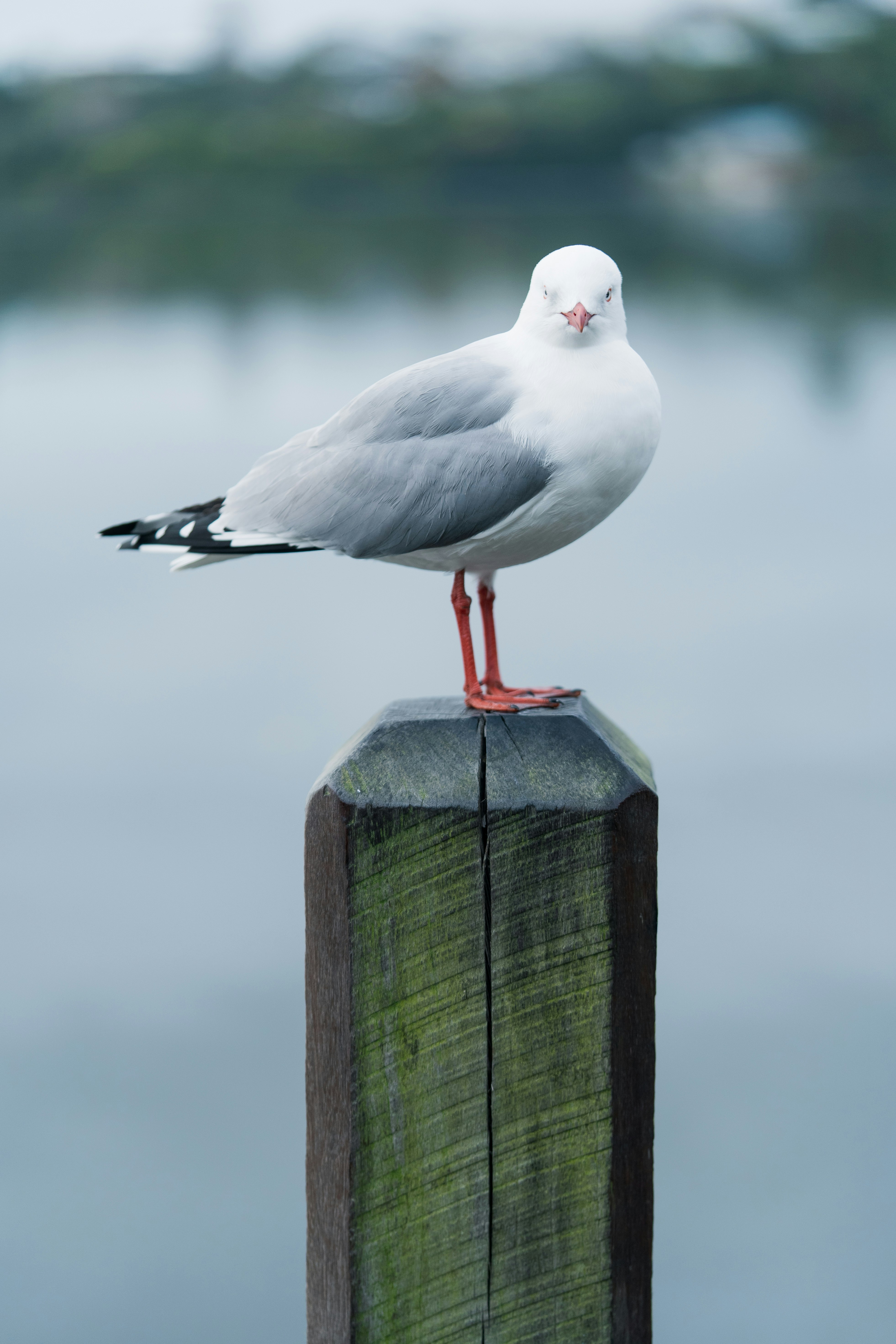 Photo by countingframez