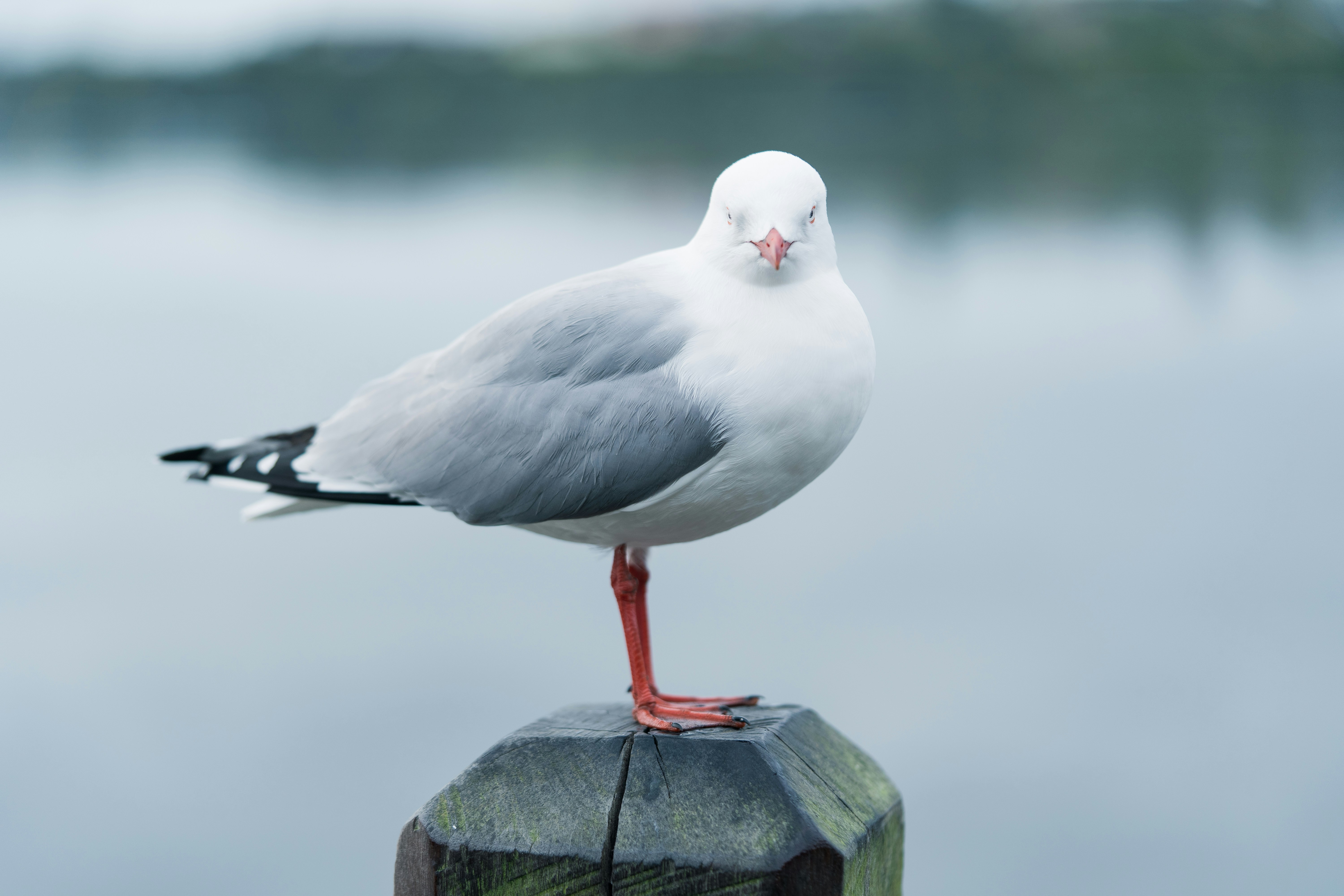 Photo by countingframez