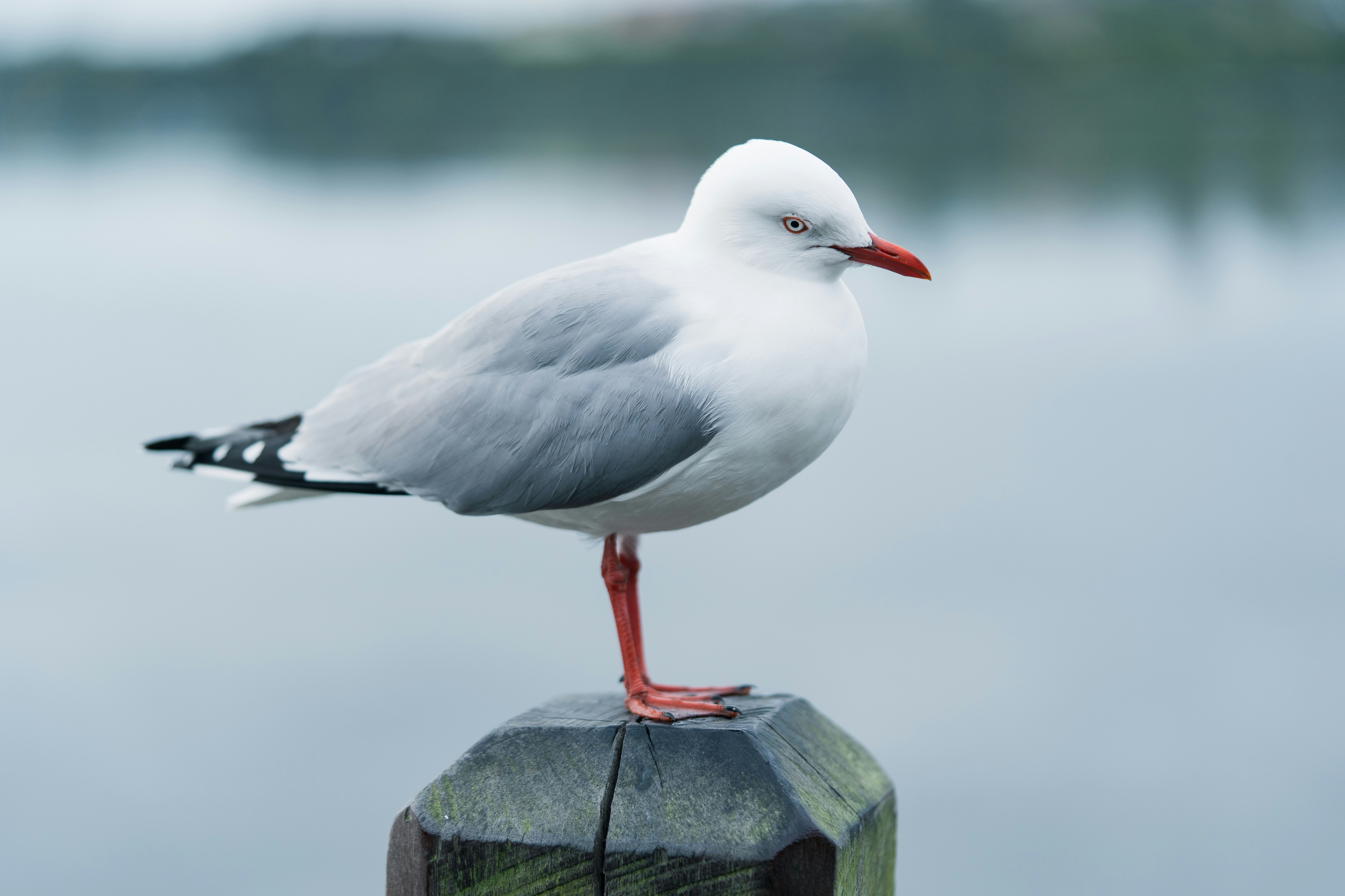 Photo by countingframez