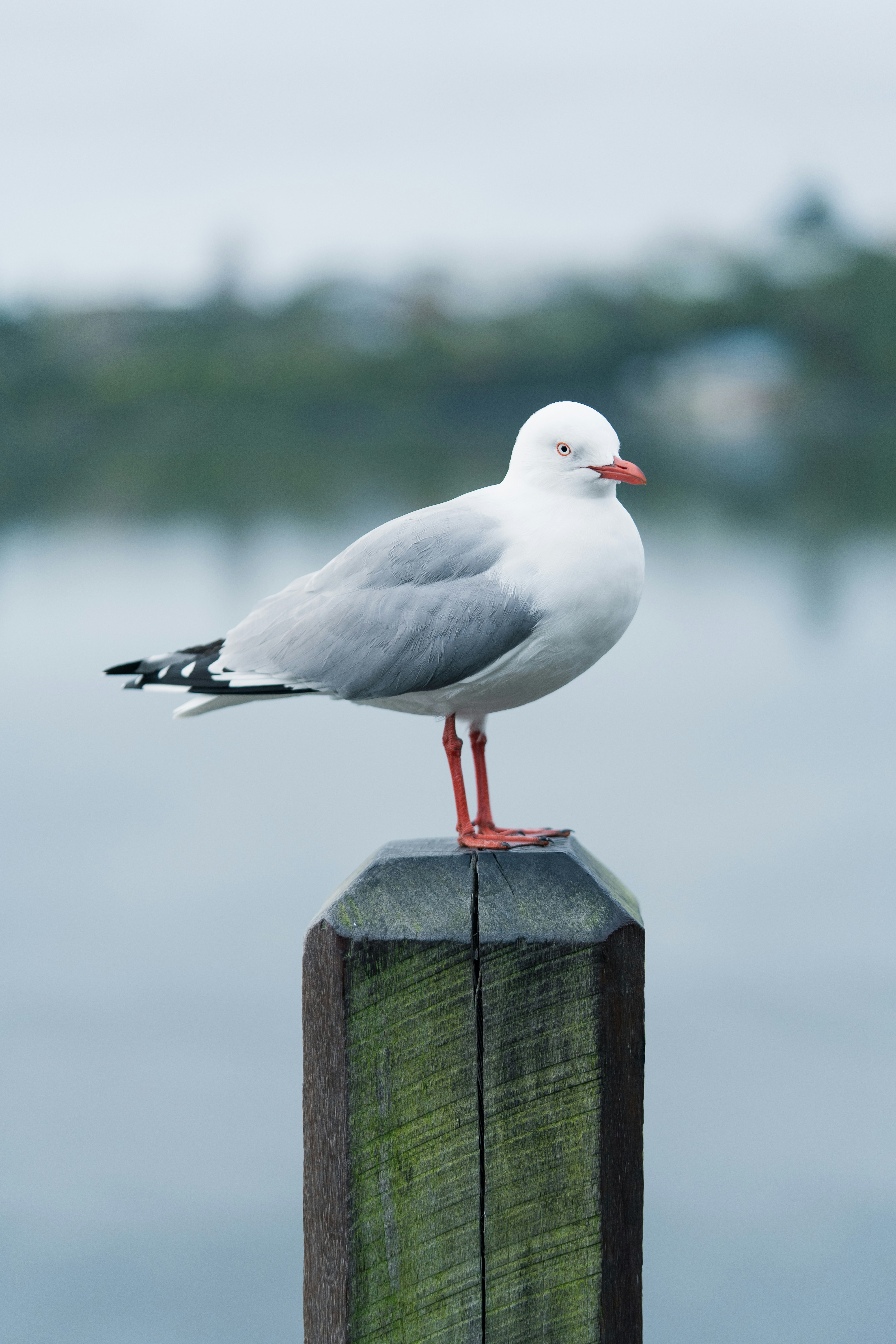 Photo by countingframez