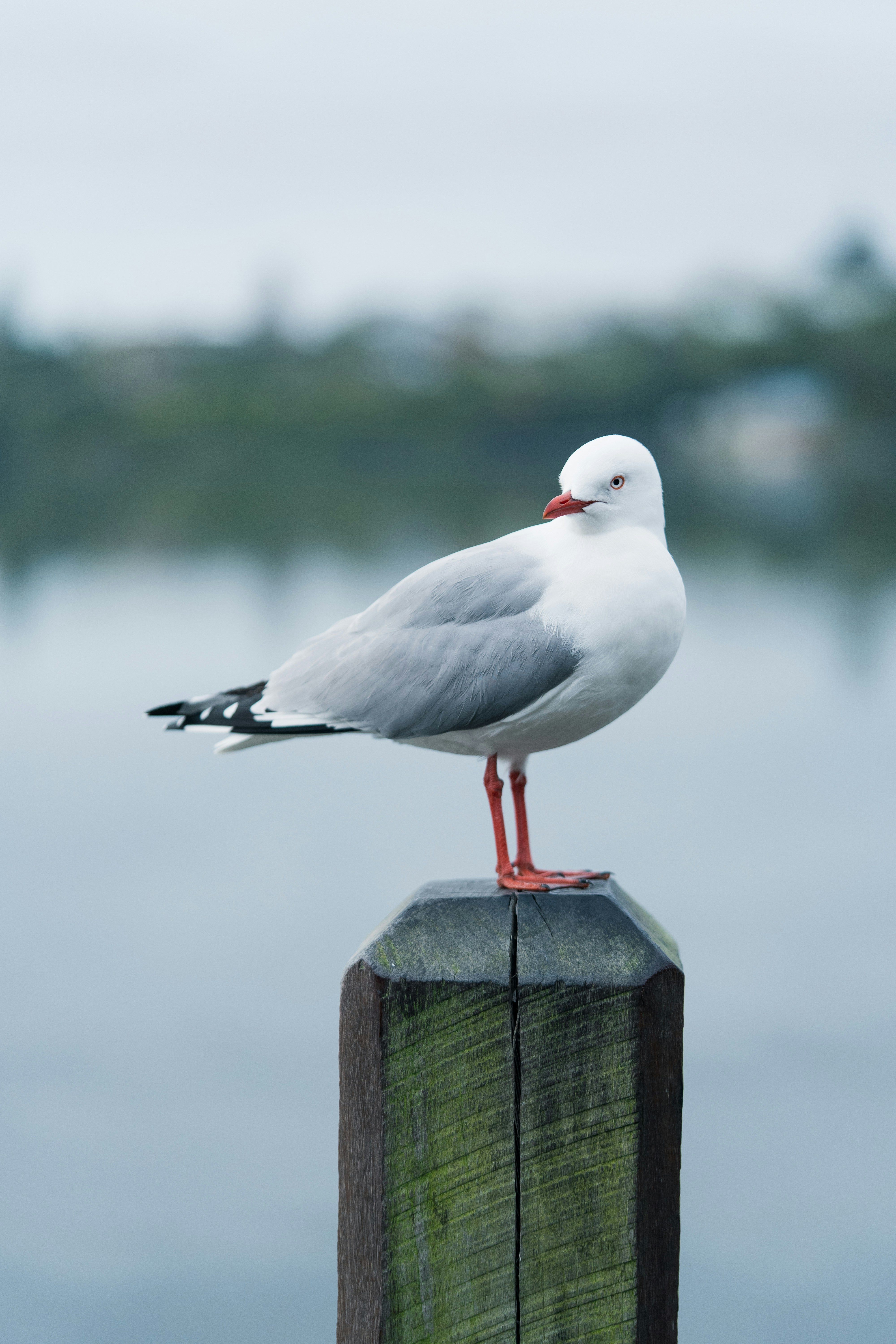 Photo by countingframez