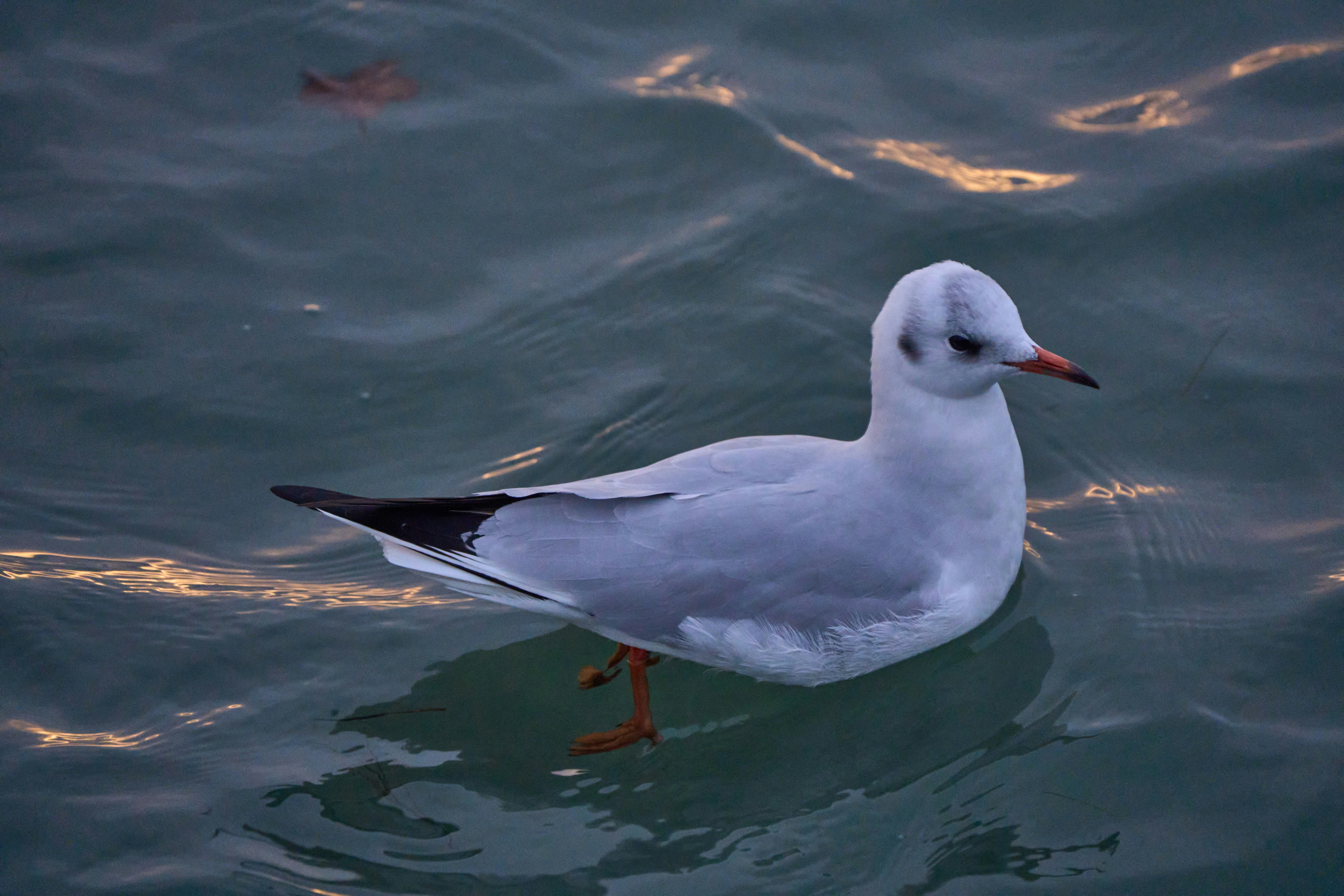 Photo by wolfgang_hasselmann