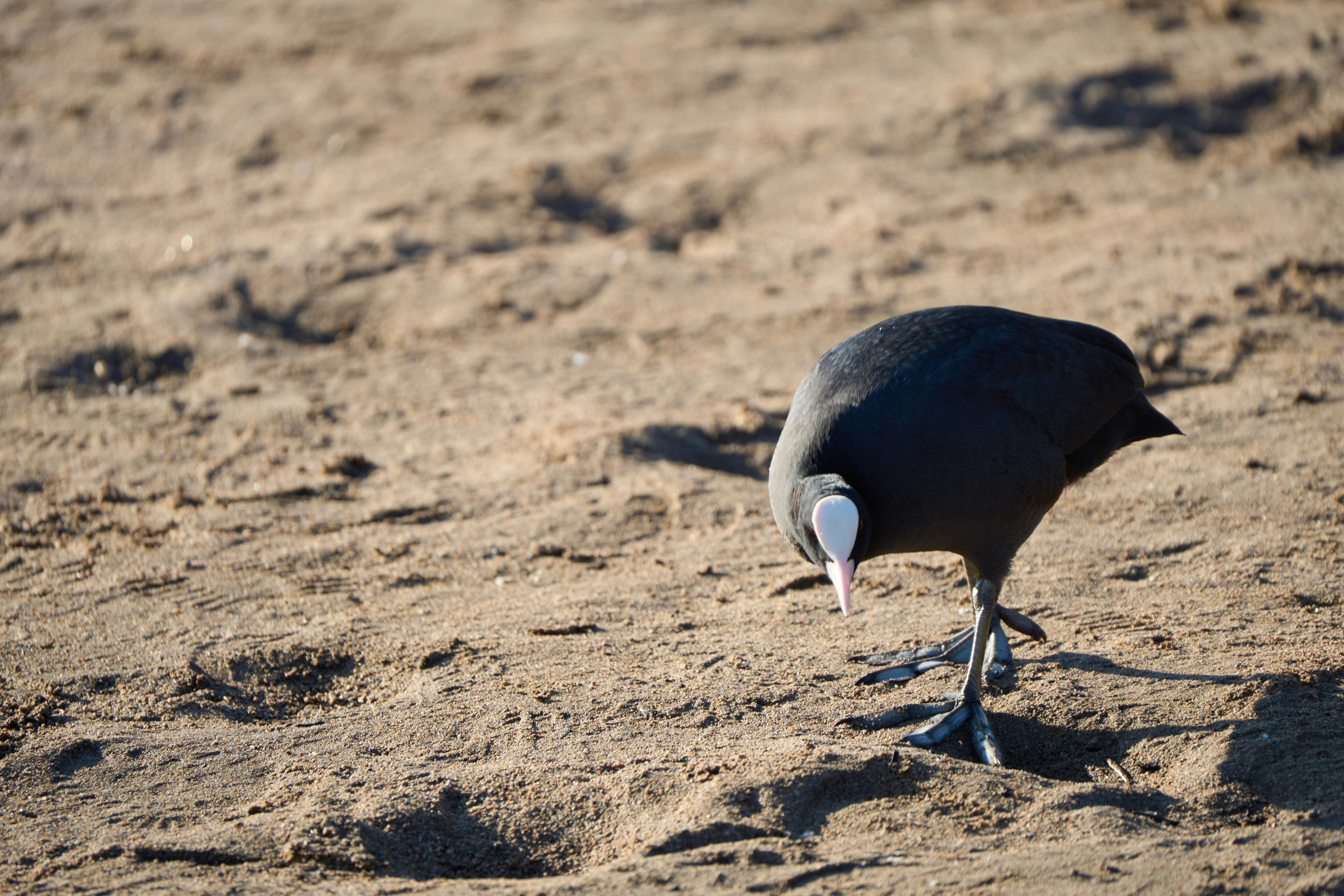 Photo by wolfgang_hasselmann