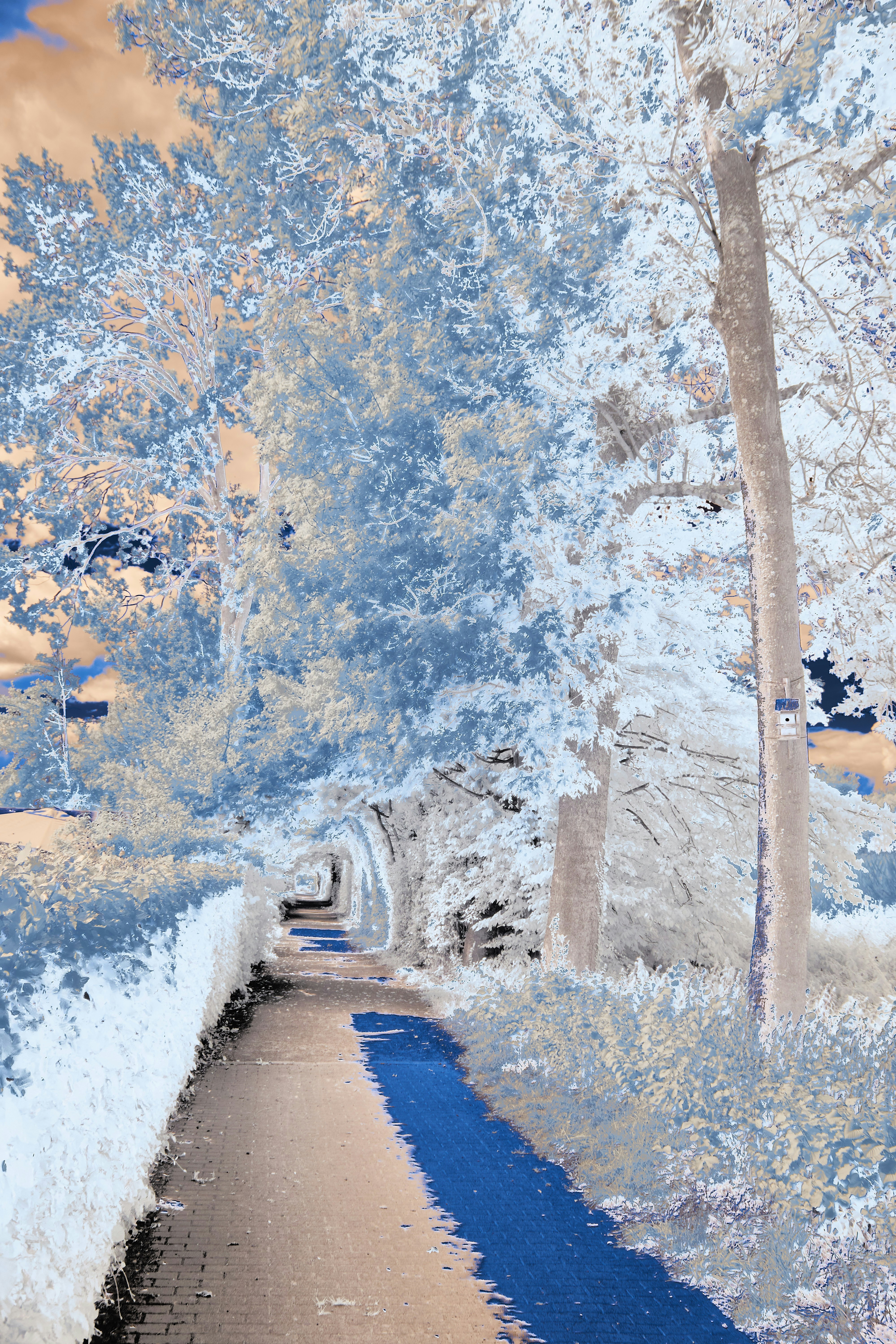 A blue and white photo of trees and a path photo – Free Grey Image on ...