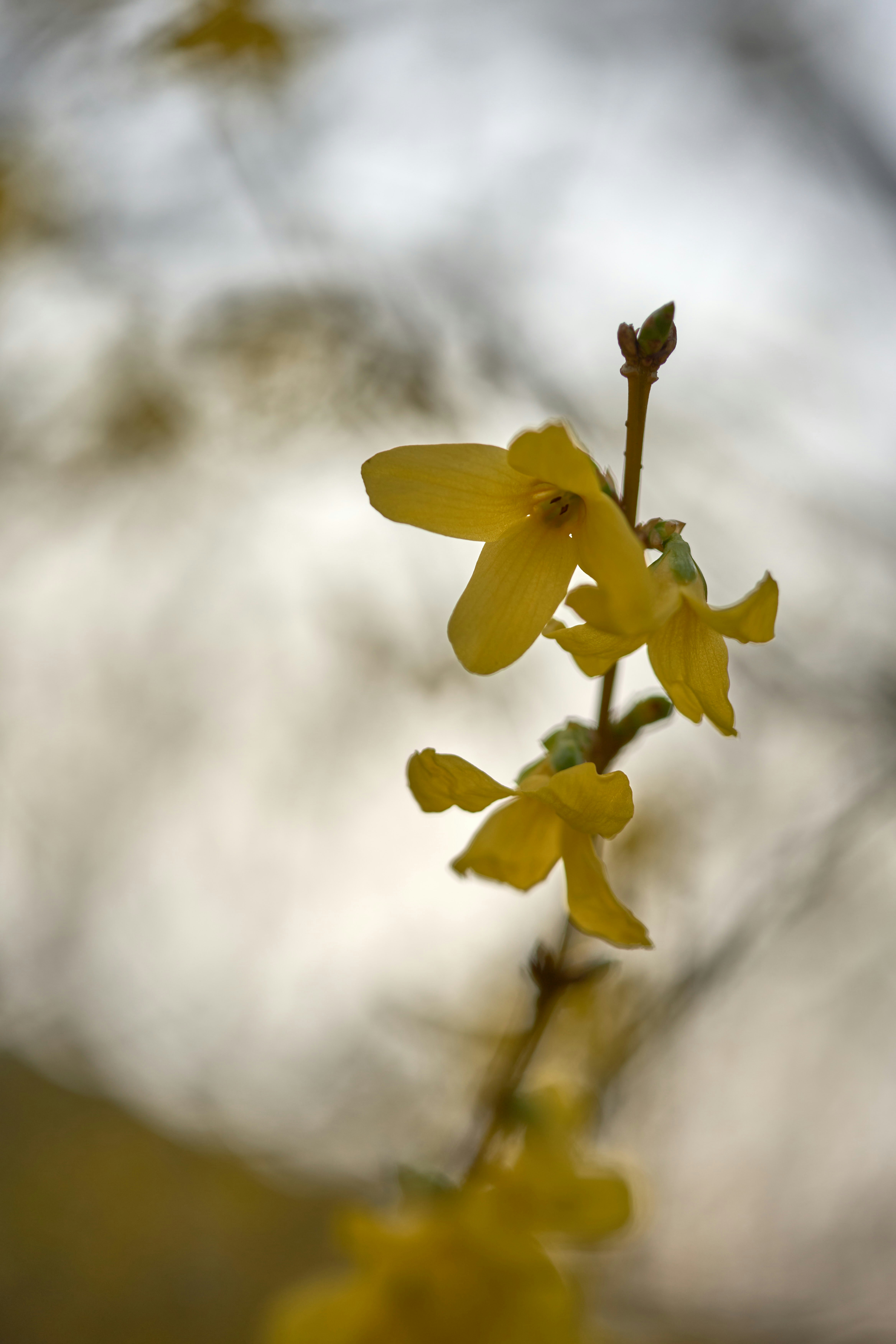 Photo by wolfgang_hasselmann