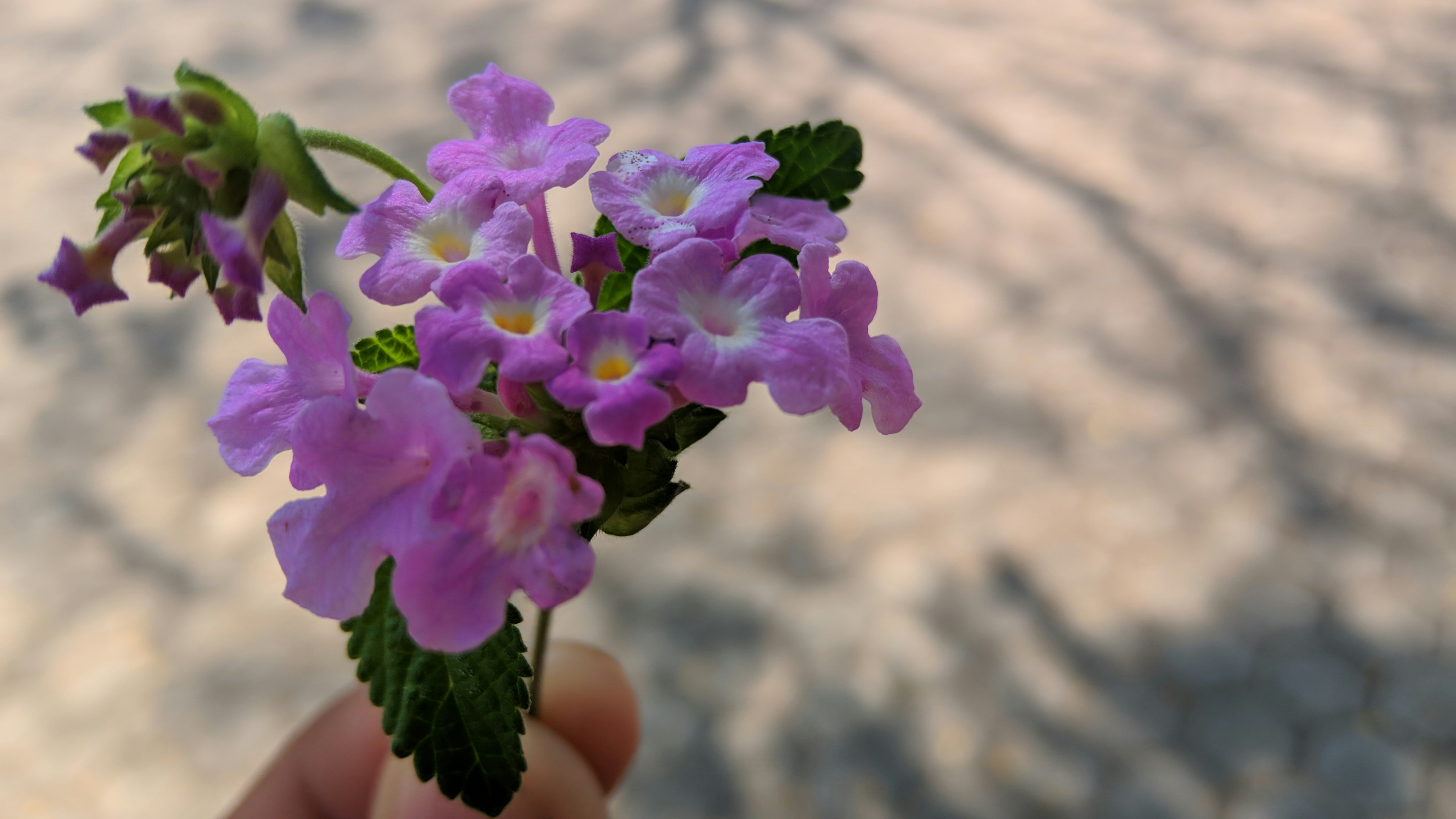 University campus purple