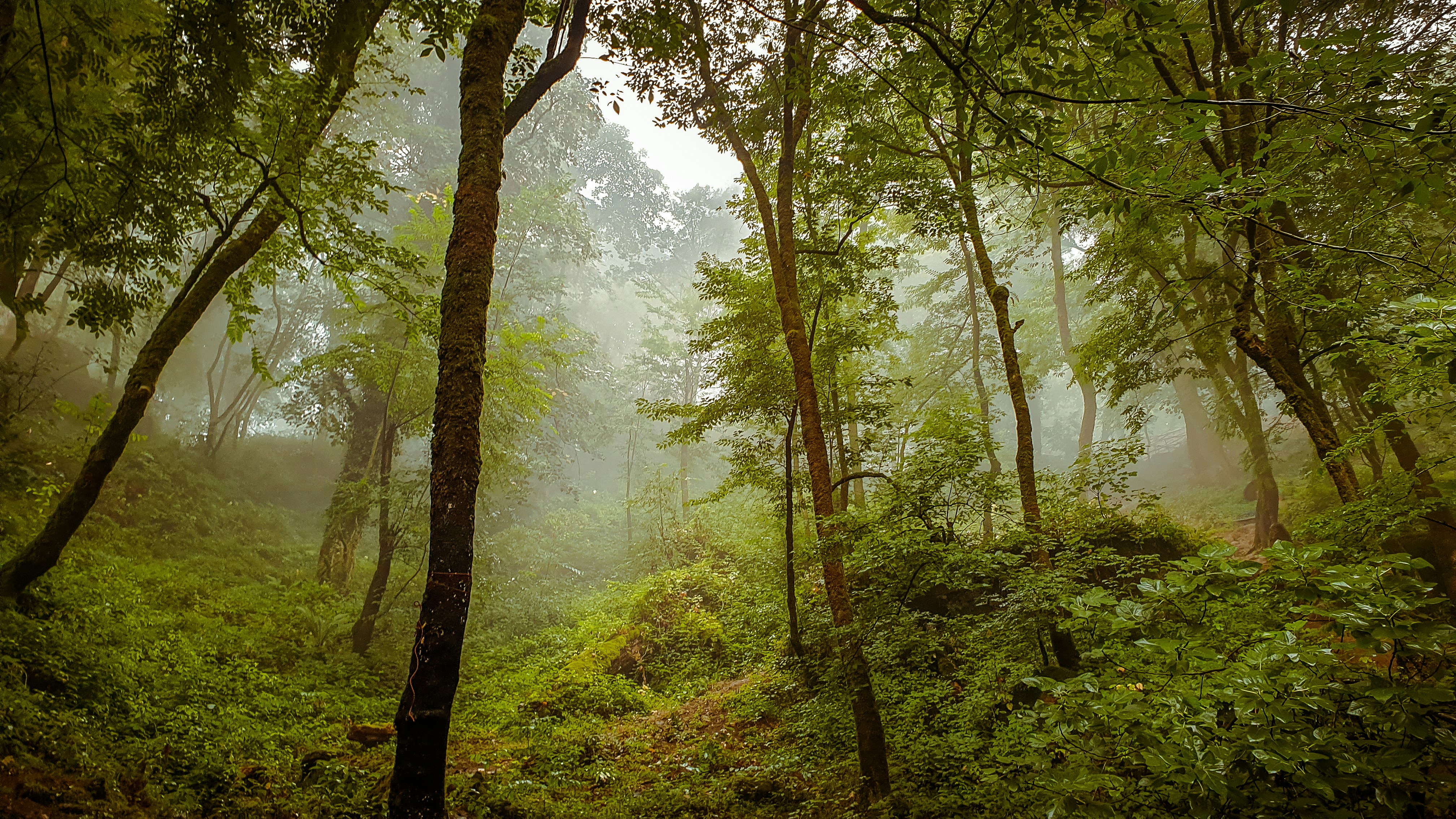 Image shows a tropical rainforest.