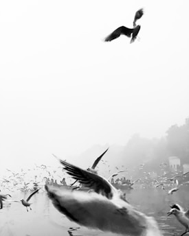 a flock of birds flying over a body of water