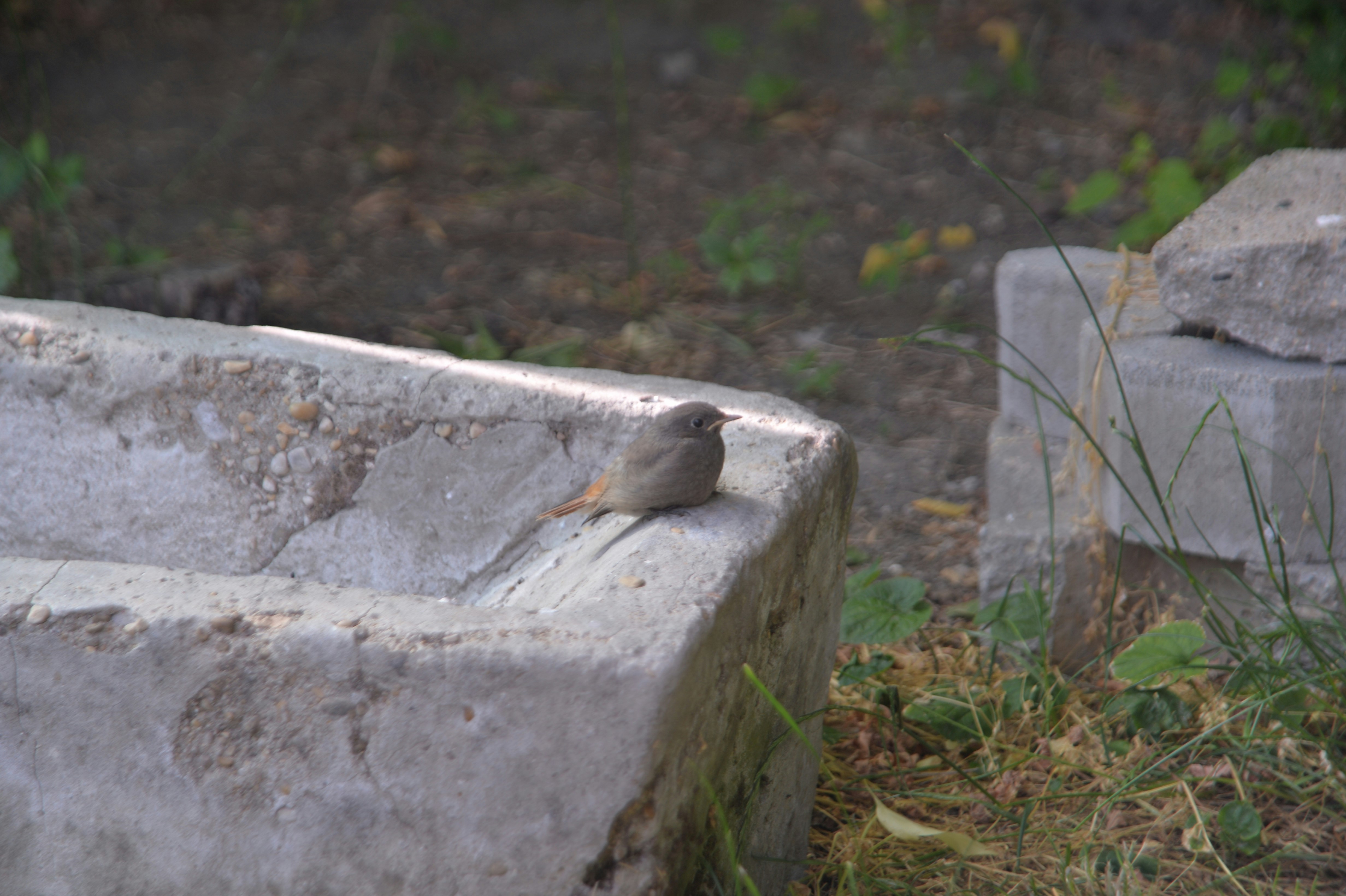 Photo by baliko_andras