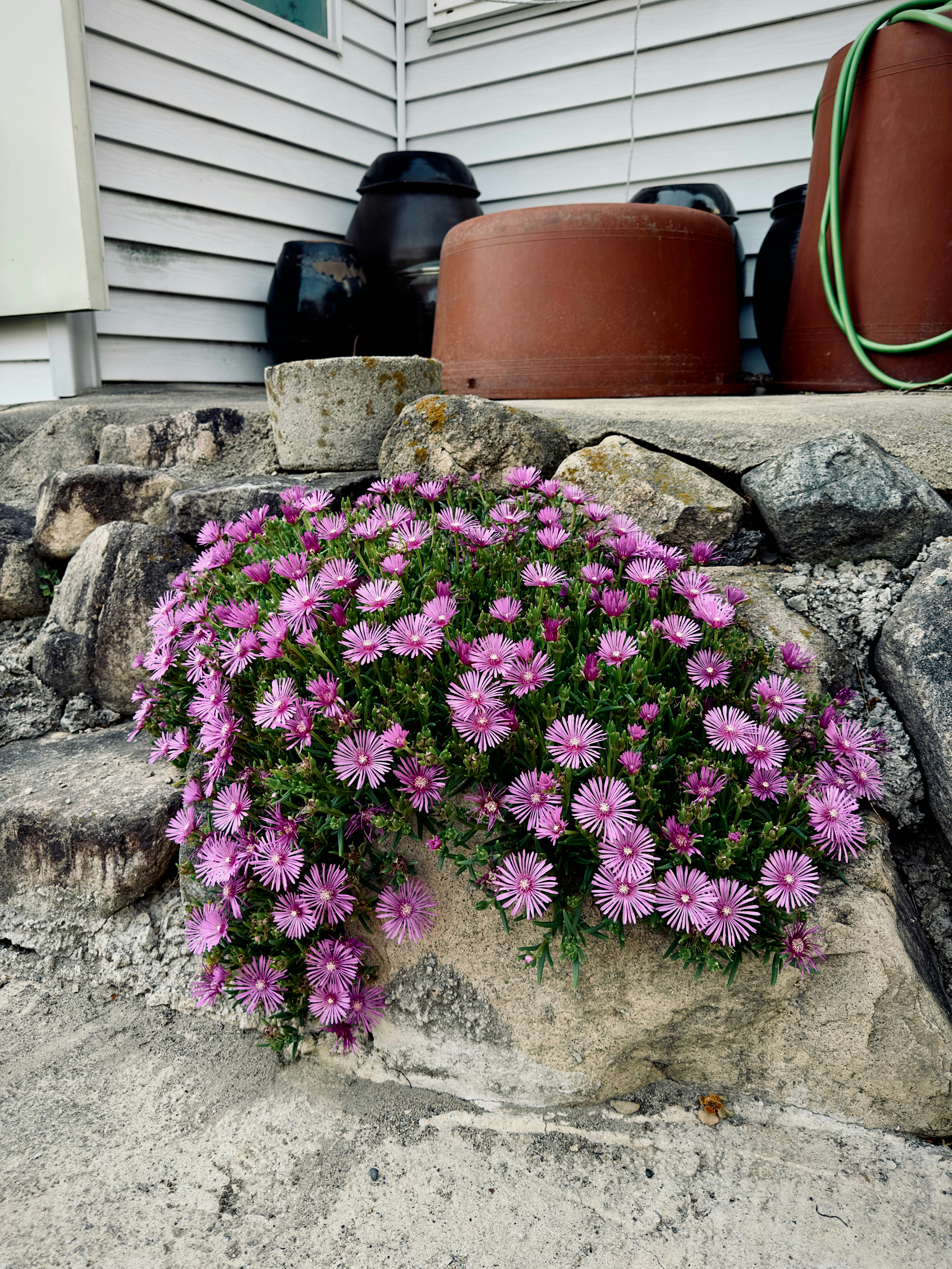 A bunch of purple flowers growing out of a rock photo – Free Flower ...