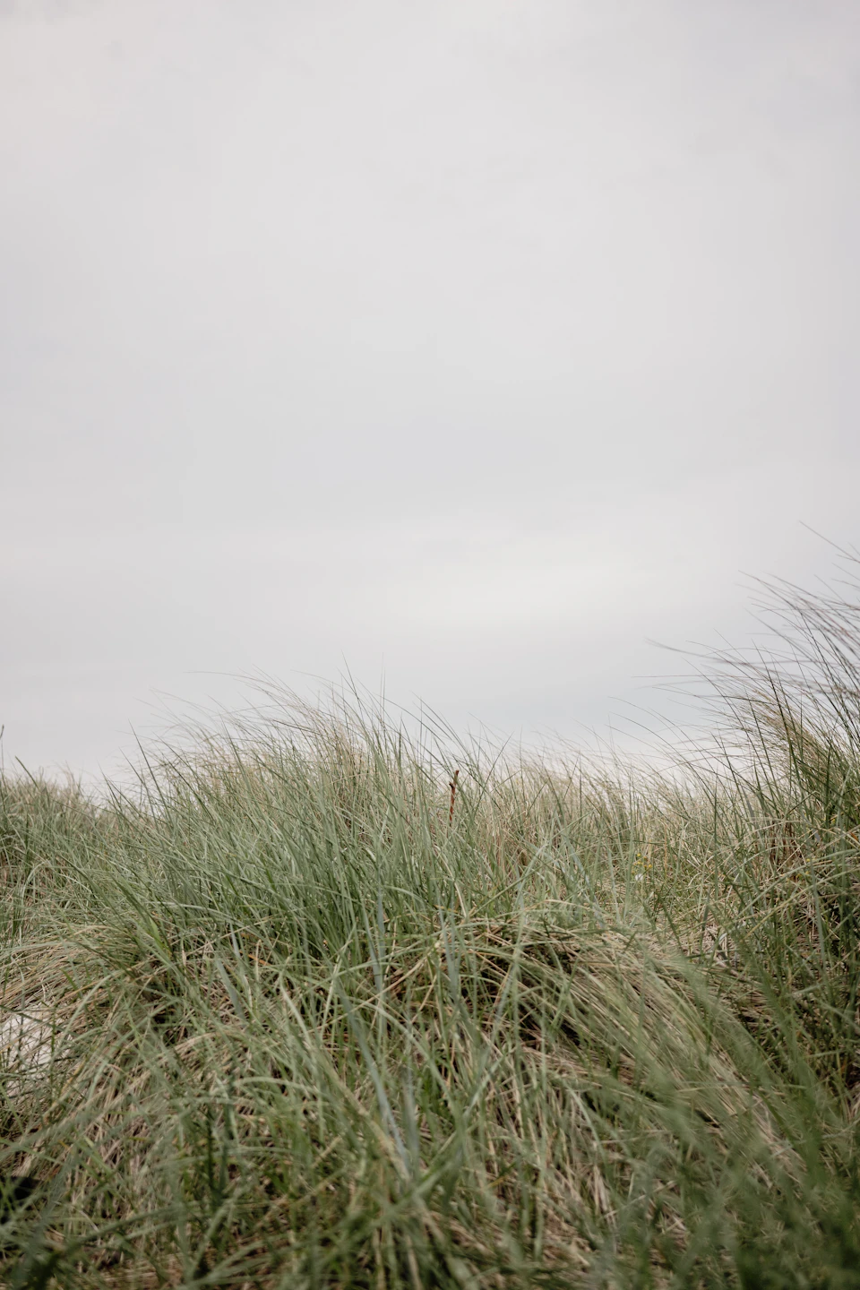 The image depicts a serene landscape with a field of tall, green grass swaying gently under an overcast sky. The perspective is from below, looking up at the grass and clouds, creating a sense of depth and scale. The predominant colors in the scene are shades of green and gray, reflecting the natural environment.