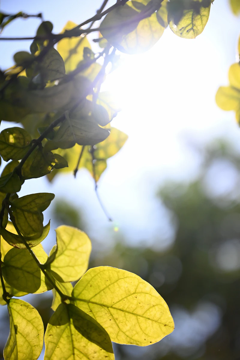 Sunlight through soft green leaves