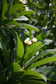 a group of white flowers sitting on top of a lush green forest
