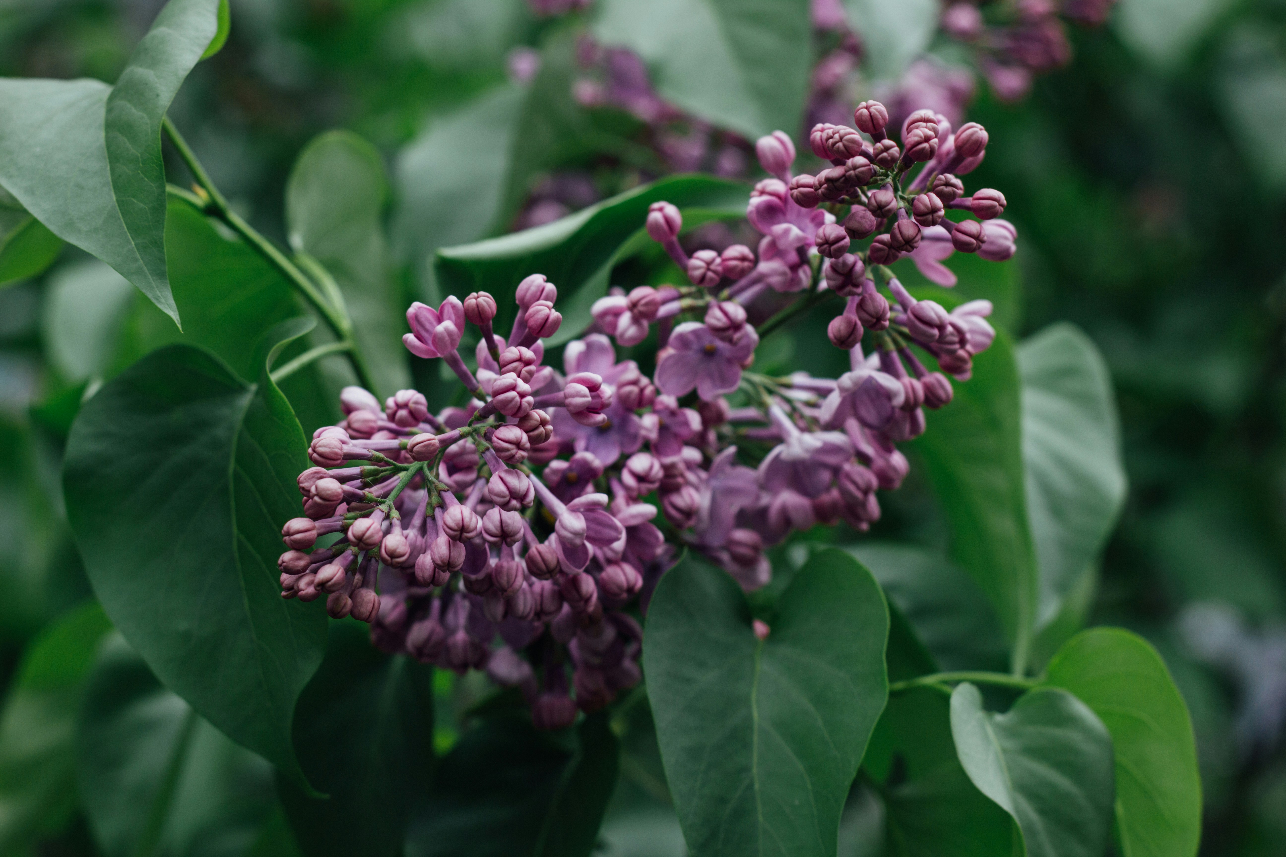 2025 KSA 백일장 산문 부문 우수상 수상작 - <라일락>