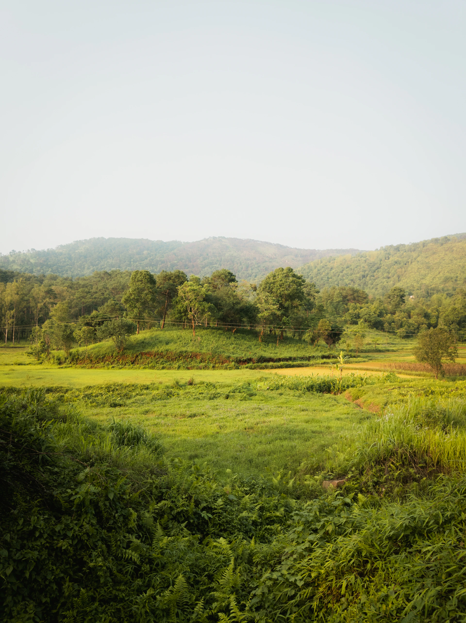 a lush green field with mountains in the background