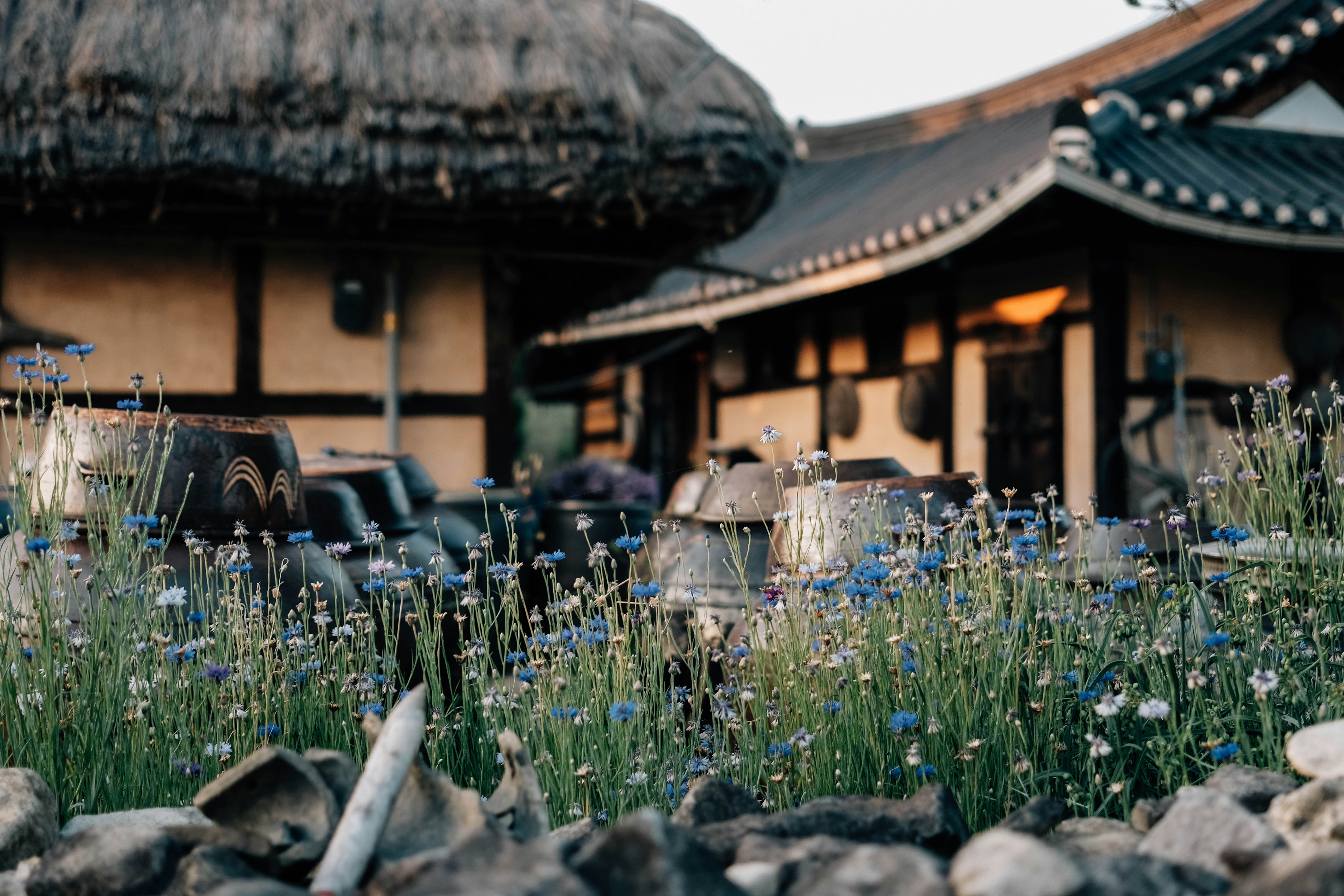 Makgeolli Revival: Modern Soju Houses with a Twist