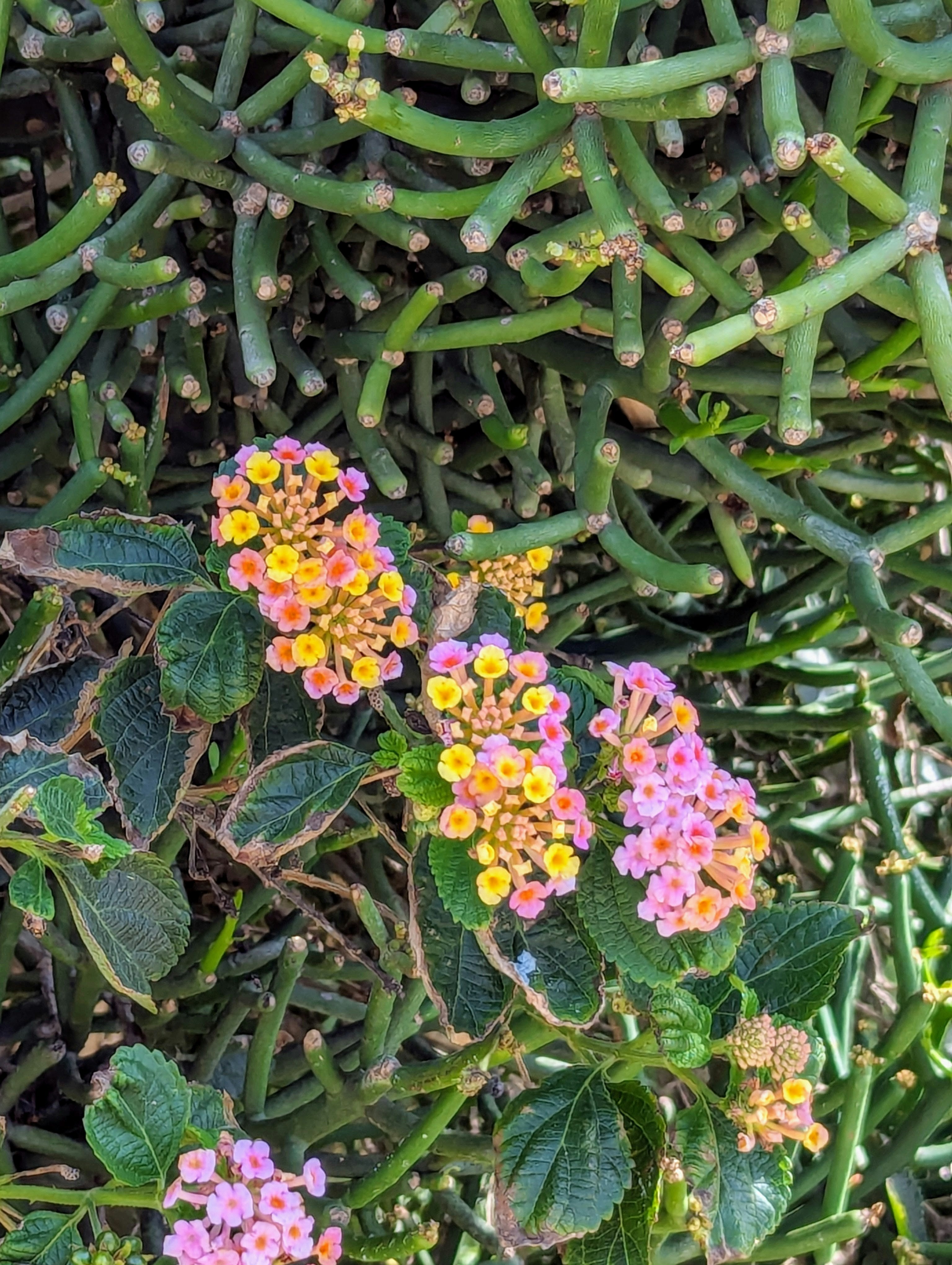 Photo by soufianeelkalai