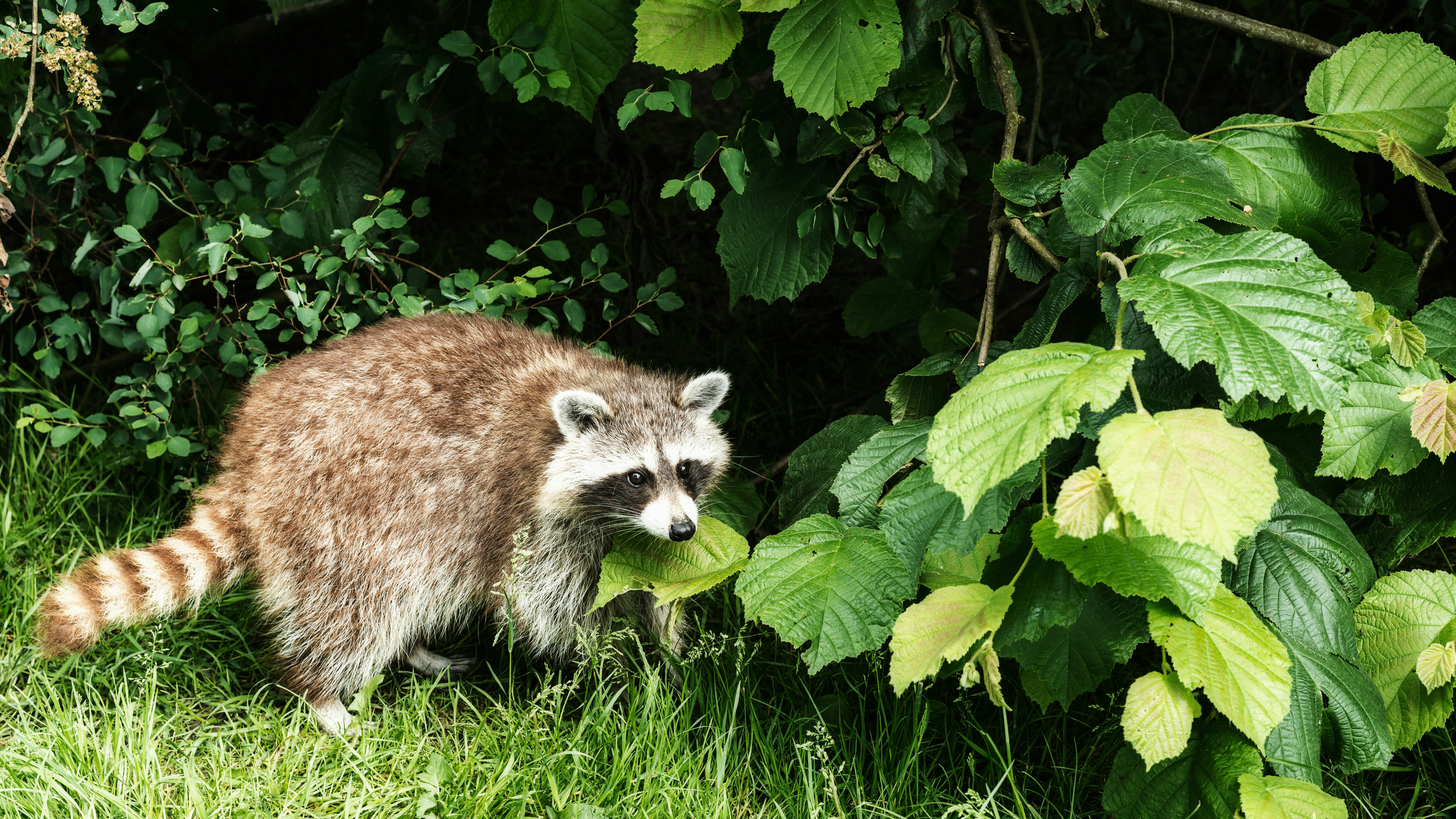 a raccoon is standing in the grass near a bush