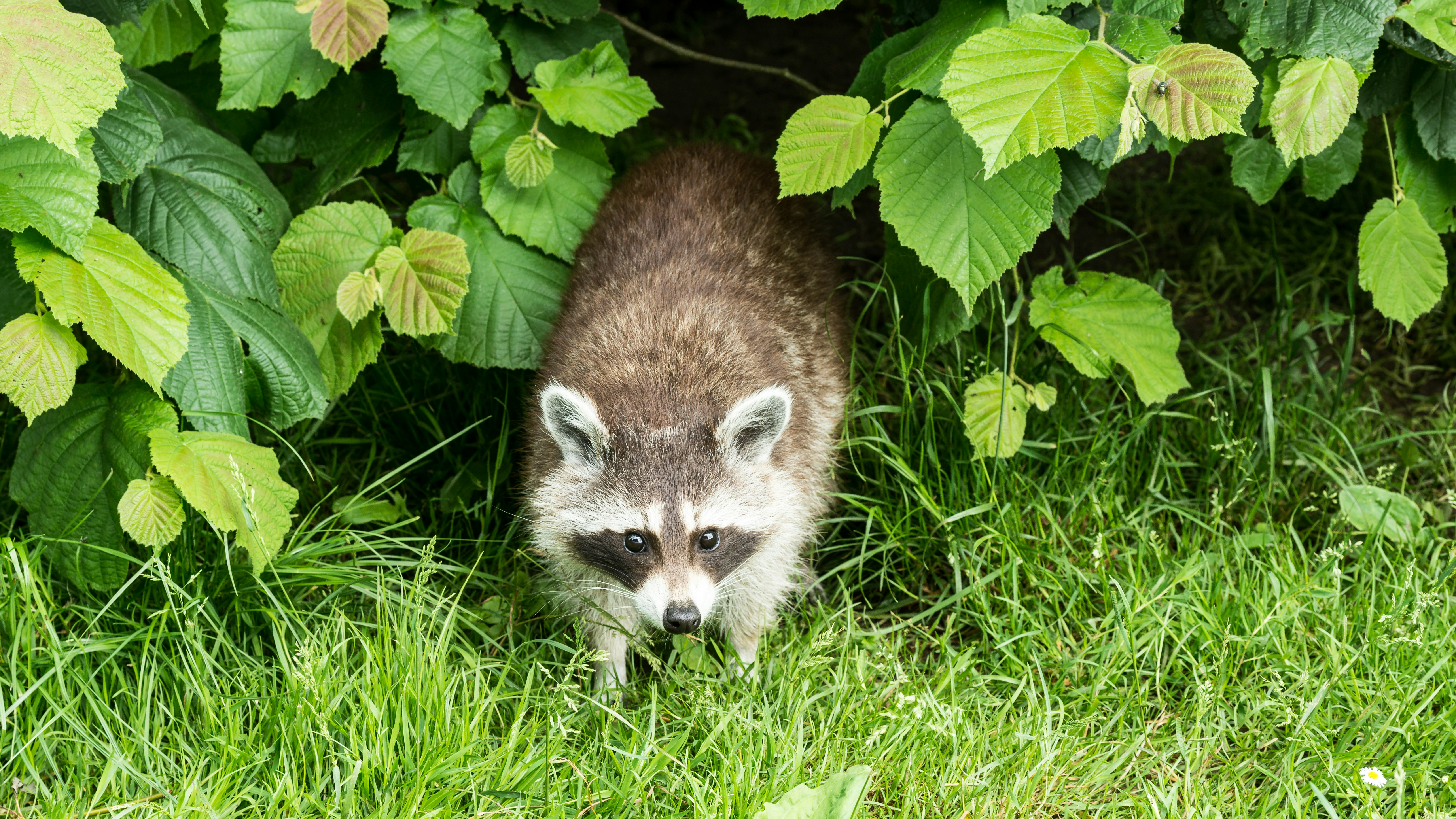 a raccoon walking through the grass near a bush