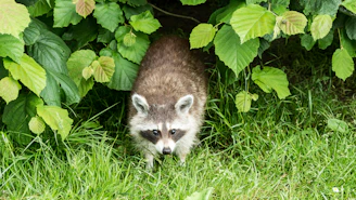 a raccoon walking through the grass near a bush