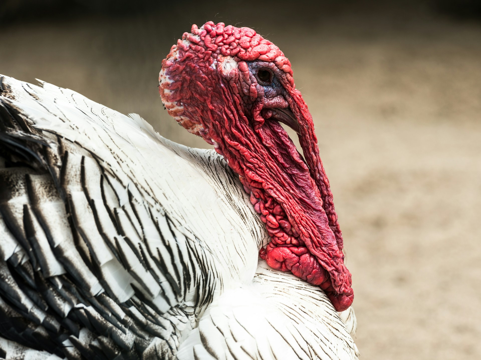 a close up of a large bird with a red head