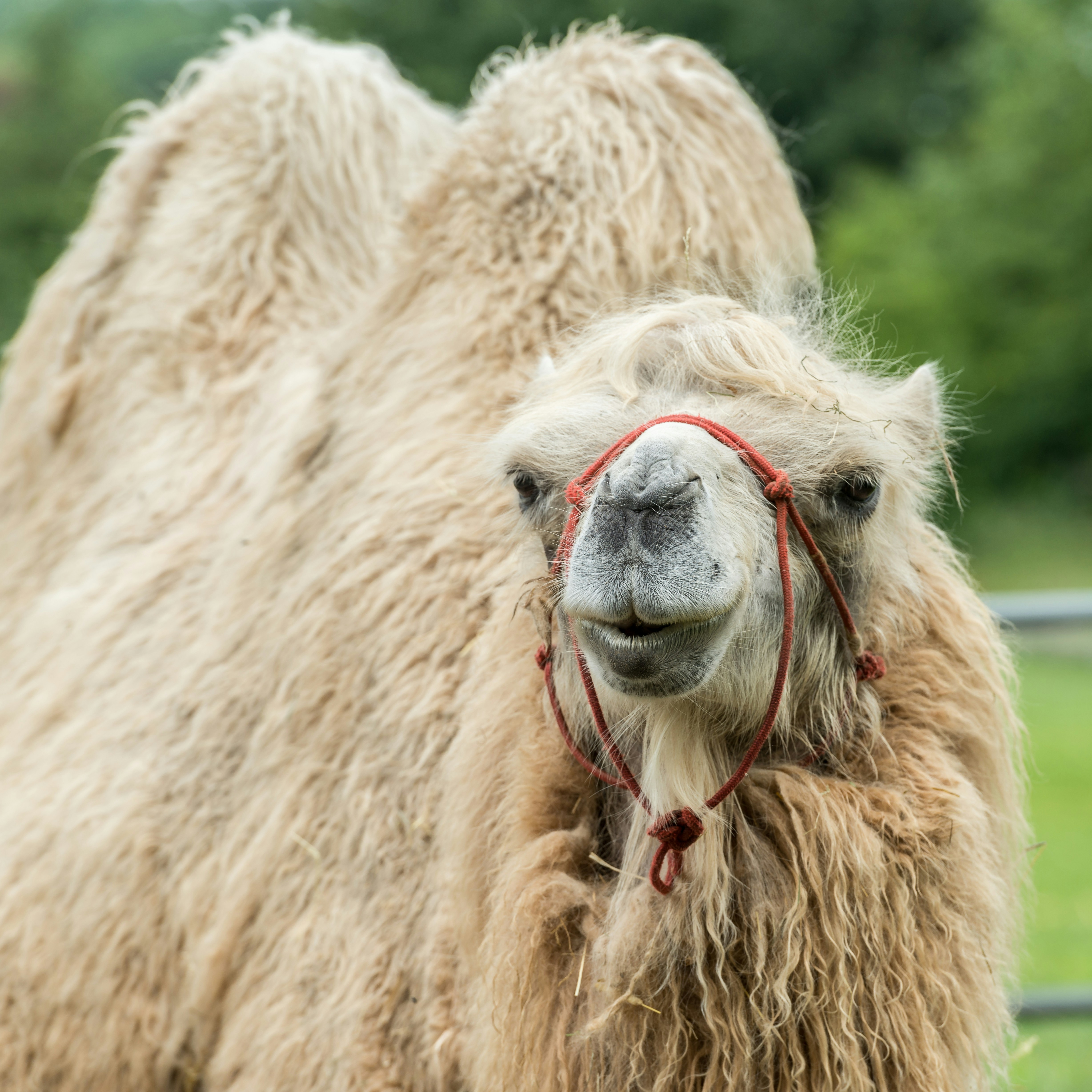 a close up of a llama in a field