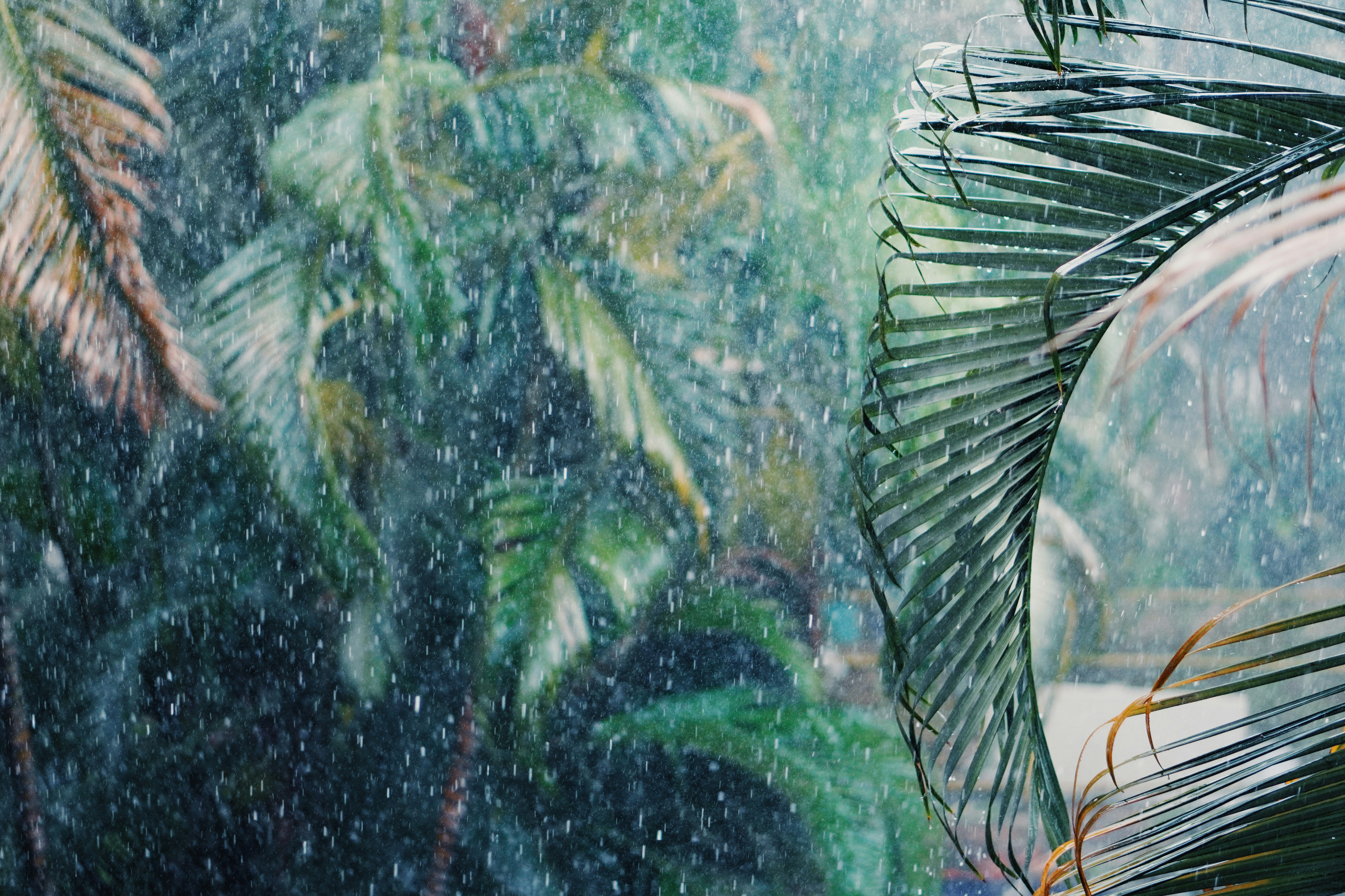 a view of a tropical forest through a window