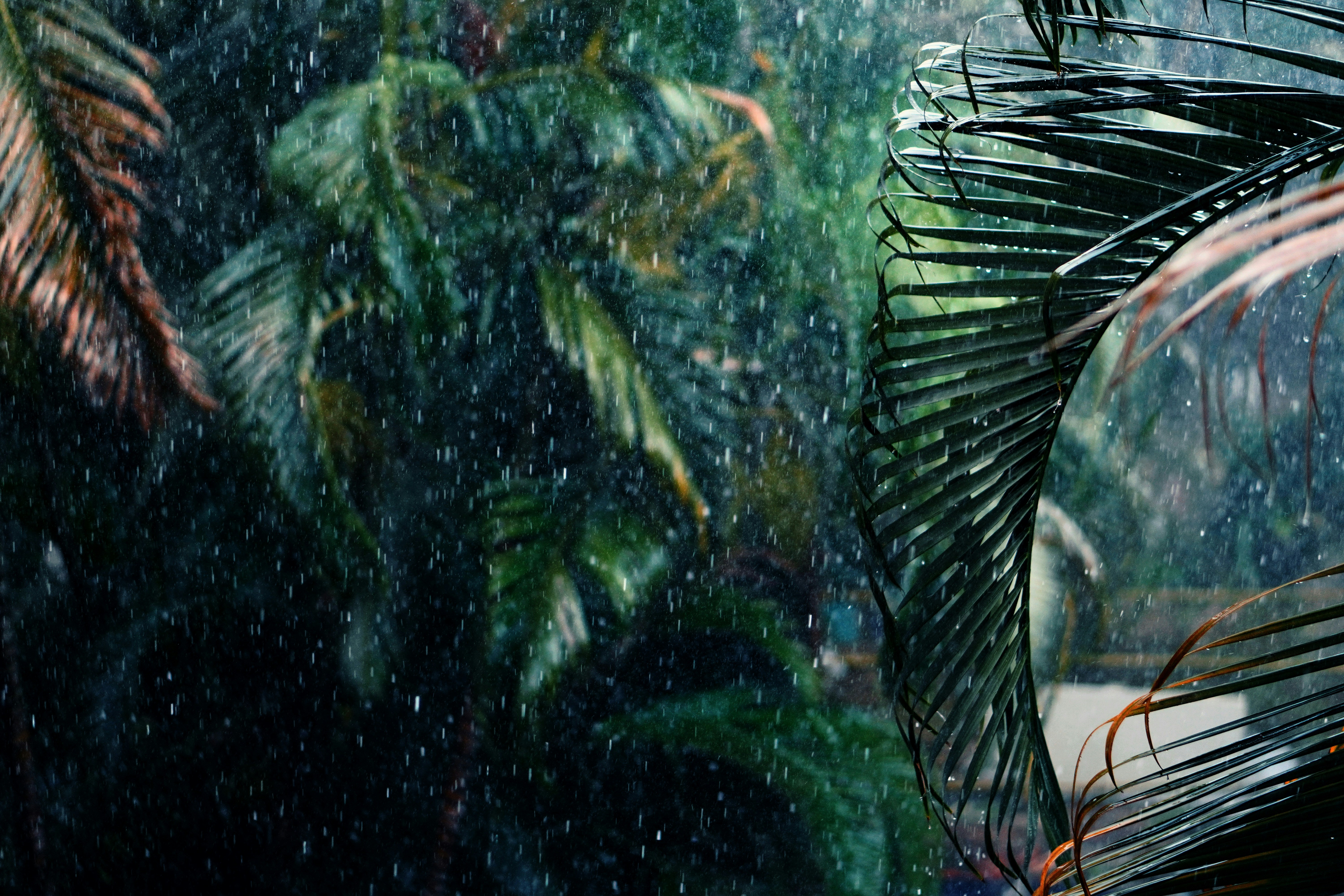 a view of a tropical forest through a rain soaked window