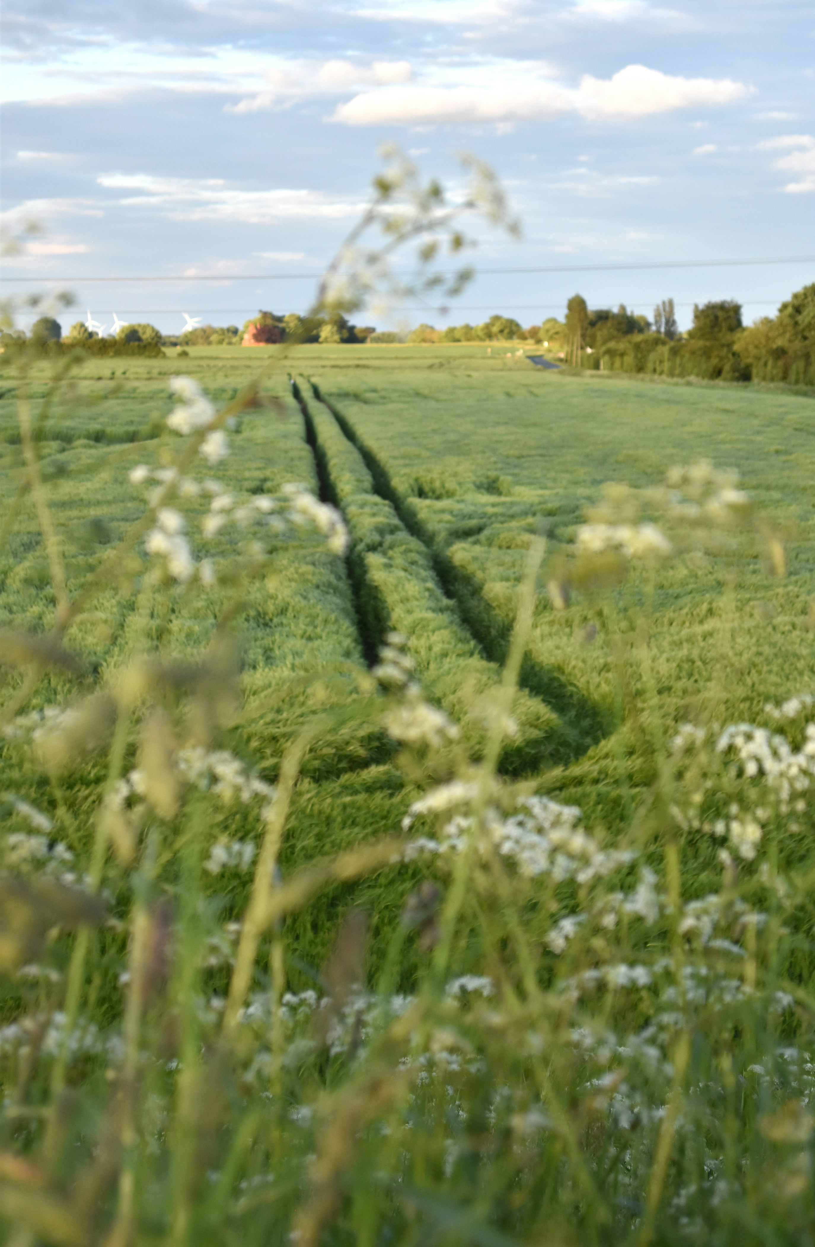 a grassy field with tracks in the grass