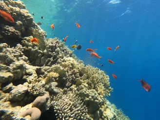 a group of fish swimming over a coral reef