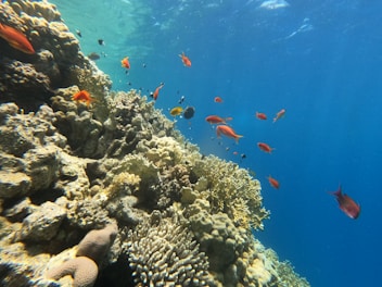 a group of fish swimming over a coral reef